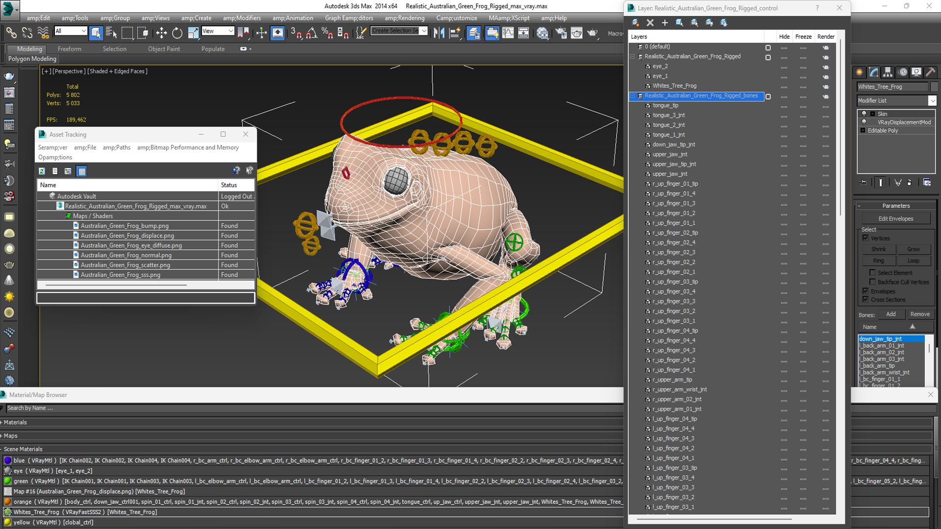Realistic Australian Green Frog Rigged for Maya 3D