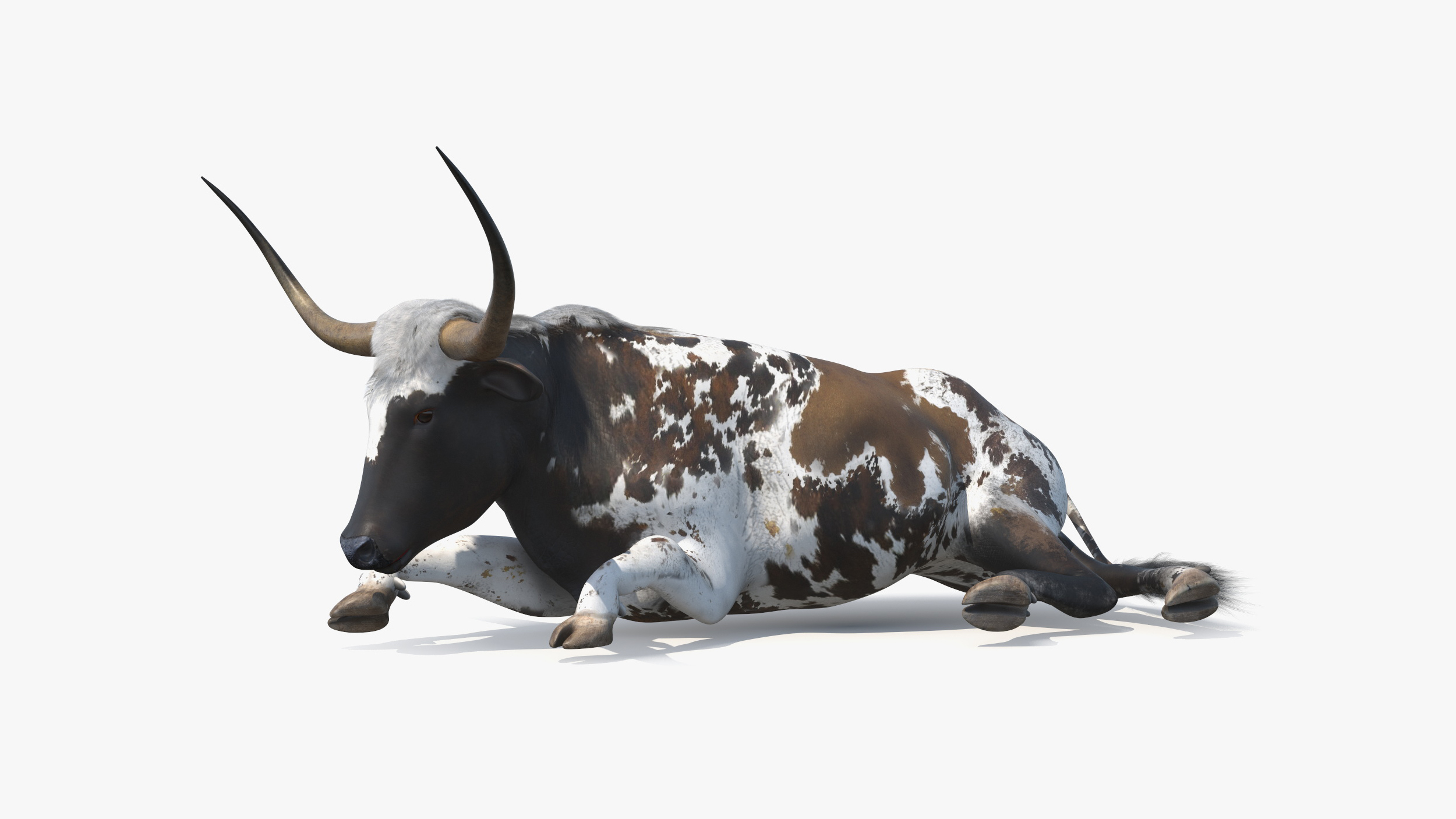 Texas Longhorn Mottled Brown Rigged for Cinema 4D 3D model