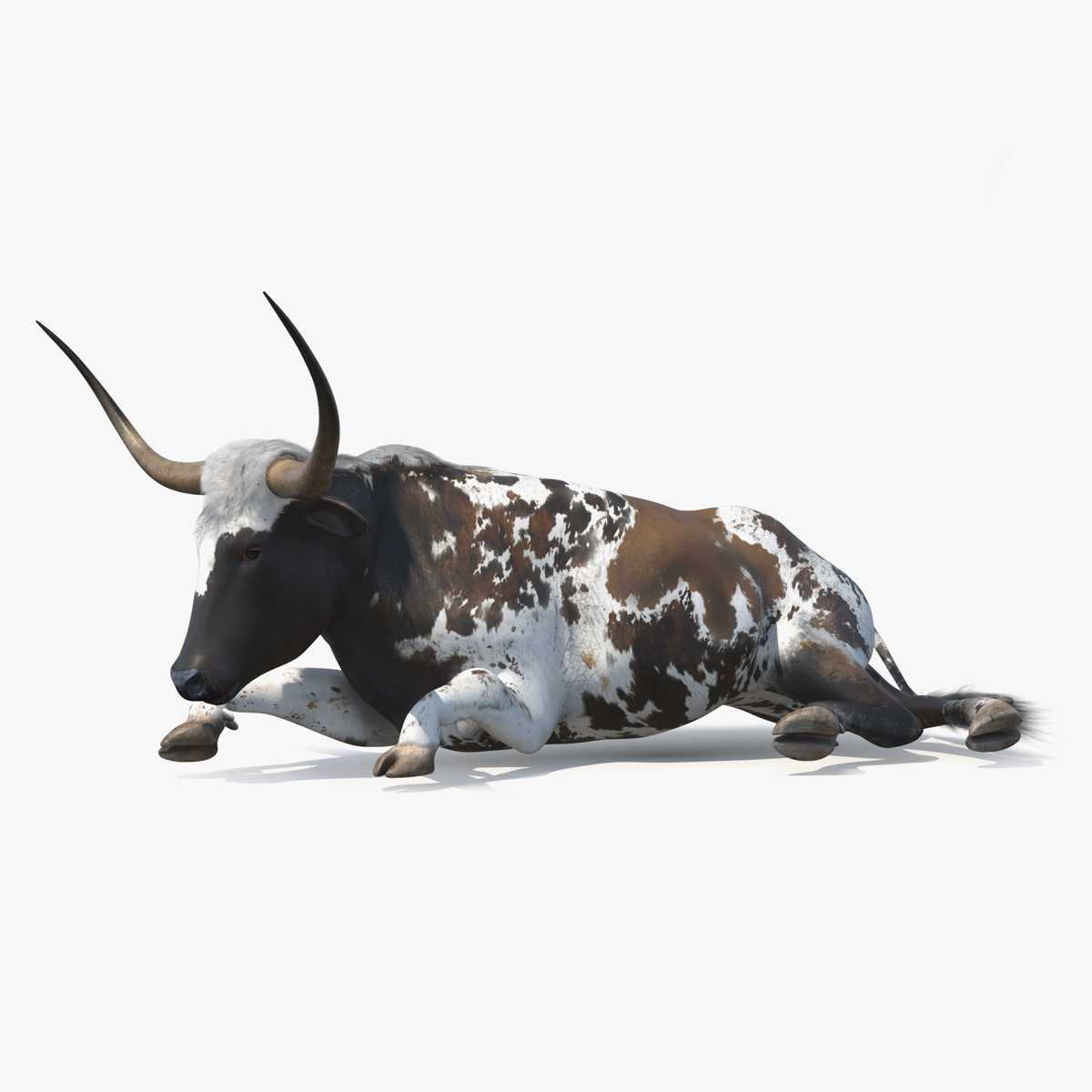 Texas Longhorn Mottled Brown Rigged for Cinema 4D 3D model