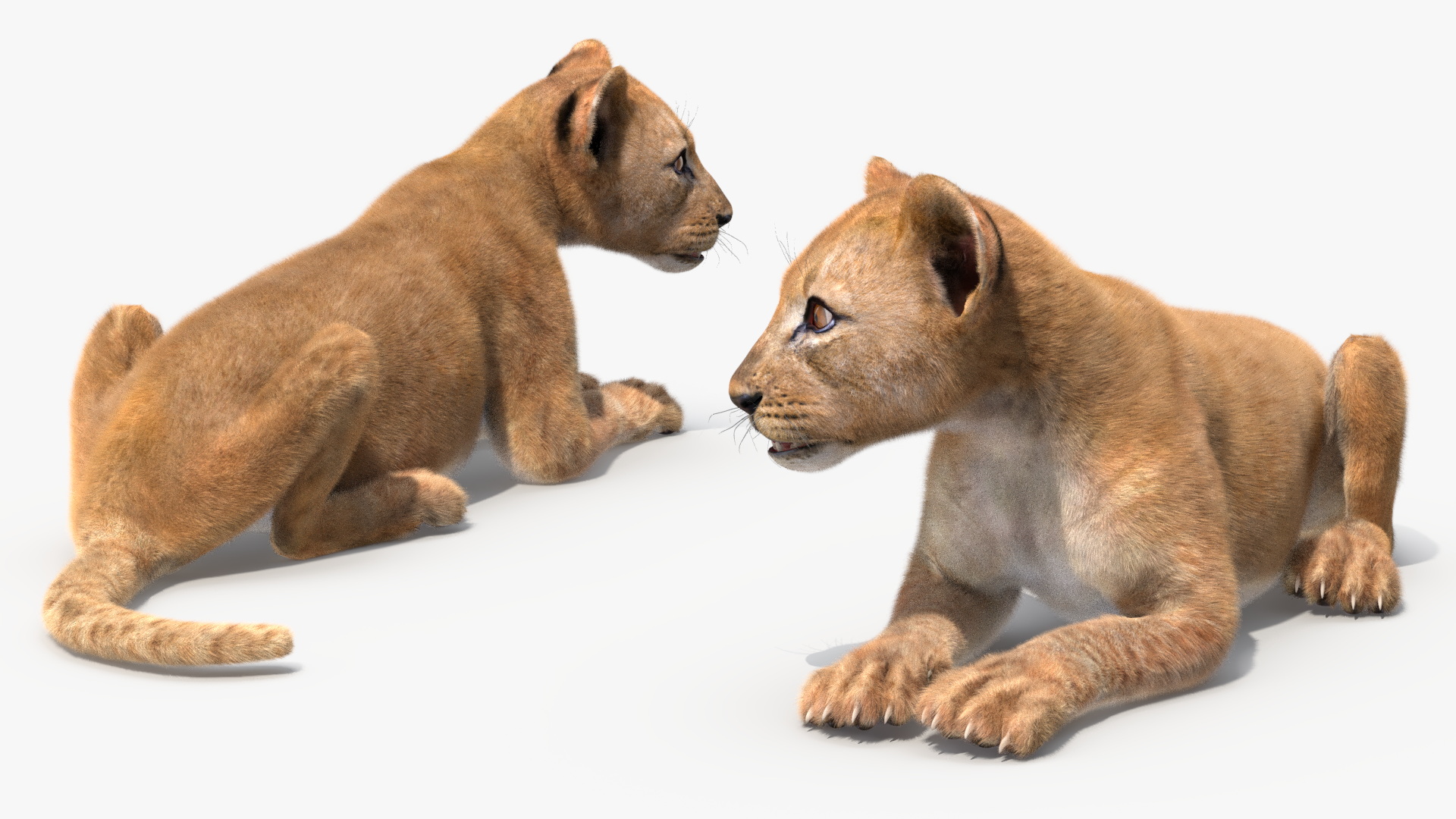 3D Lion Cub Lying Down Fur model