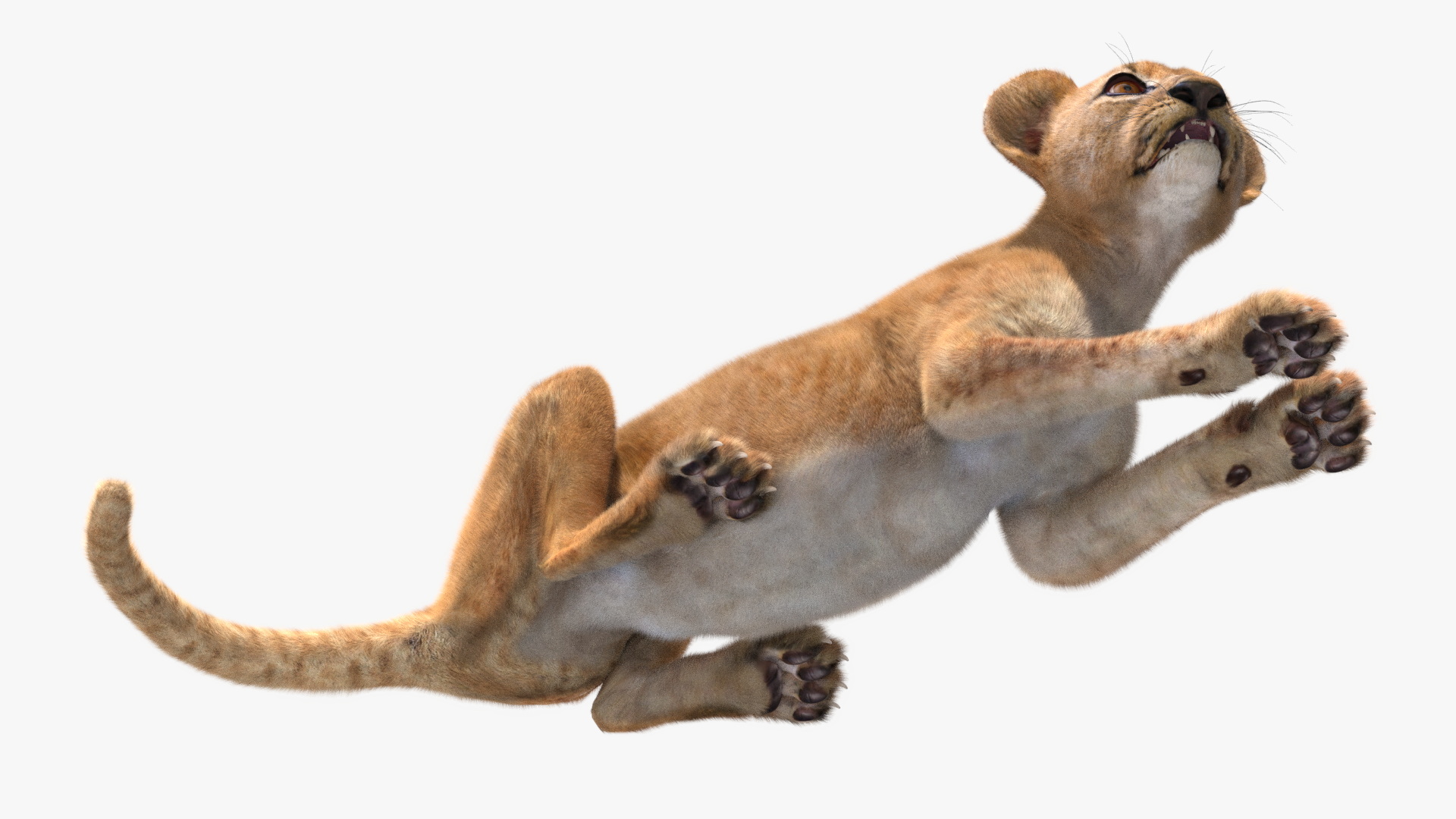 3D Lion Cub Lying Down Fur model