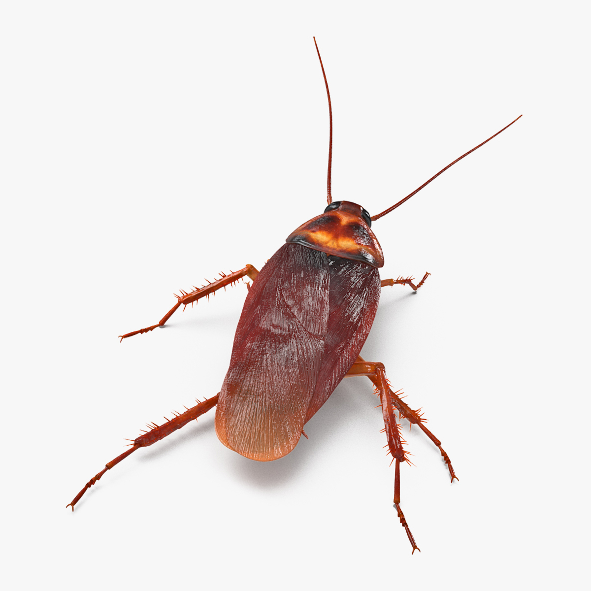 Animated Cockroach Running Rigged for Cinema 4D 3D