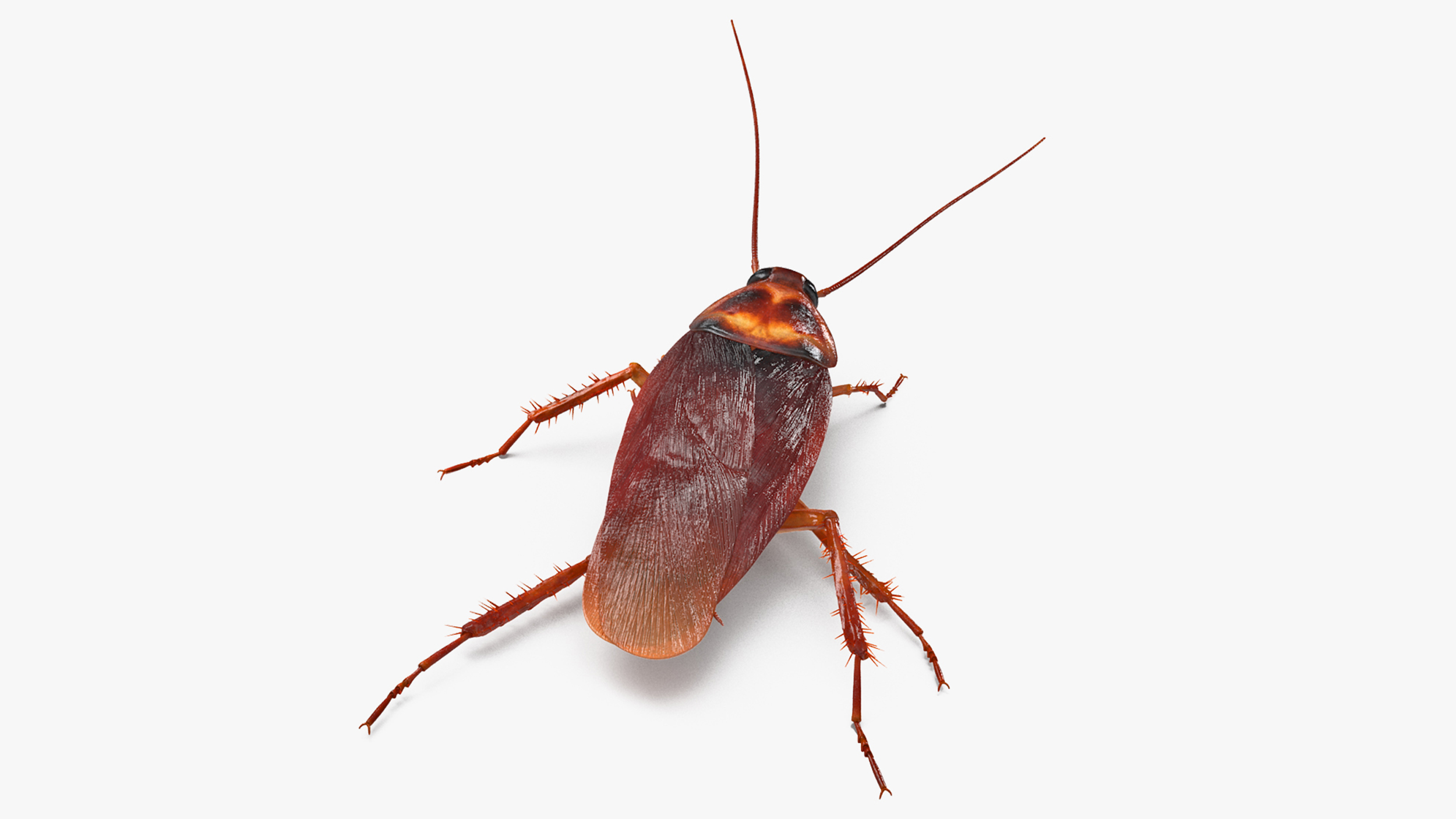 Animated Cockroach Running Rigged for Cinema 4D 3D