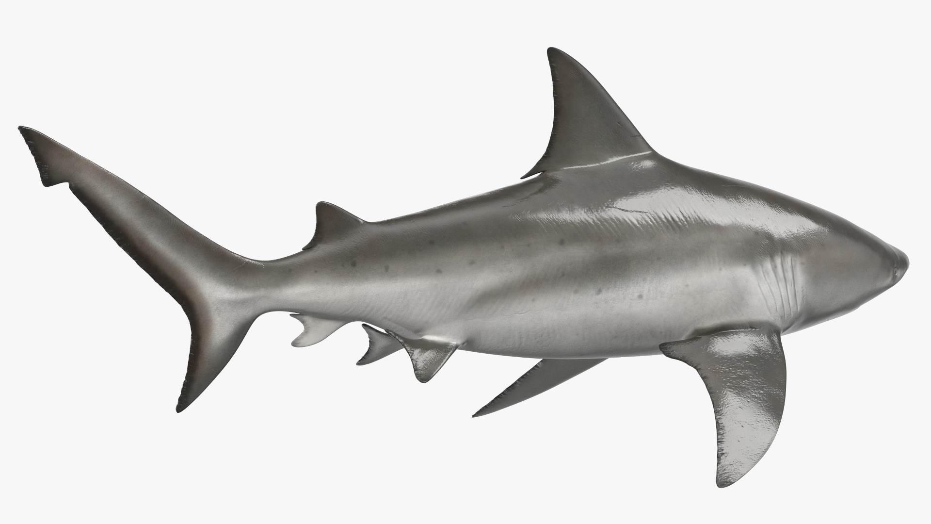 3D Bull Shark or Carcharhinus Leucas model