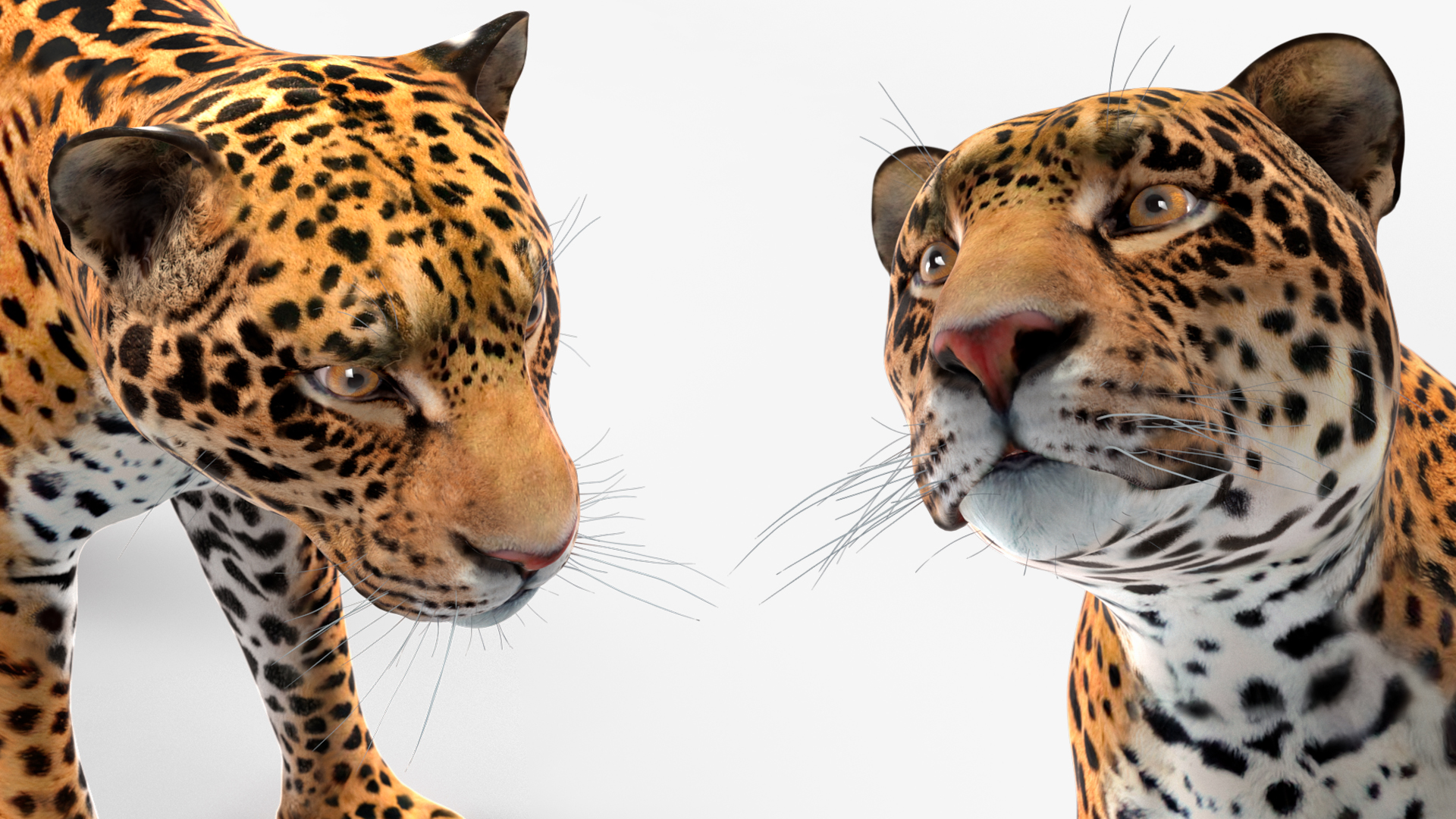 Jaguar Rigged for Maya 3D