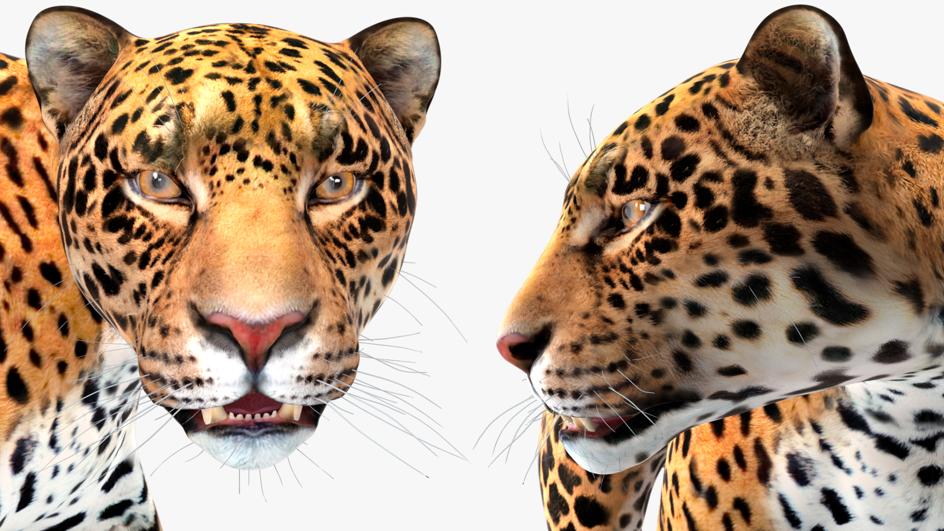 Jaguar Rigged for Maya 3D