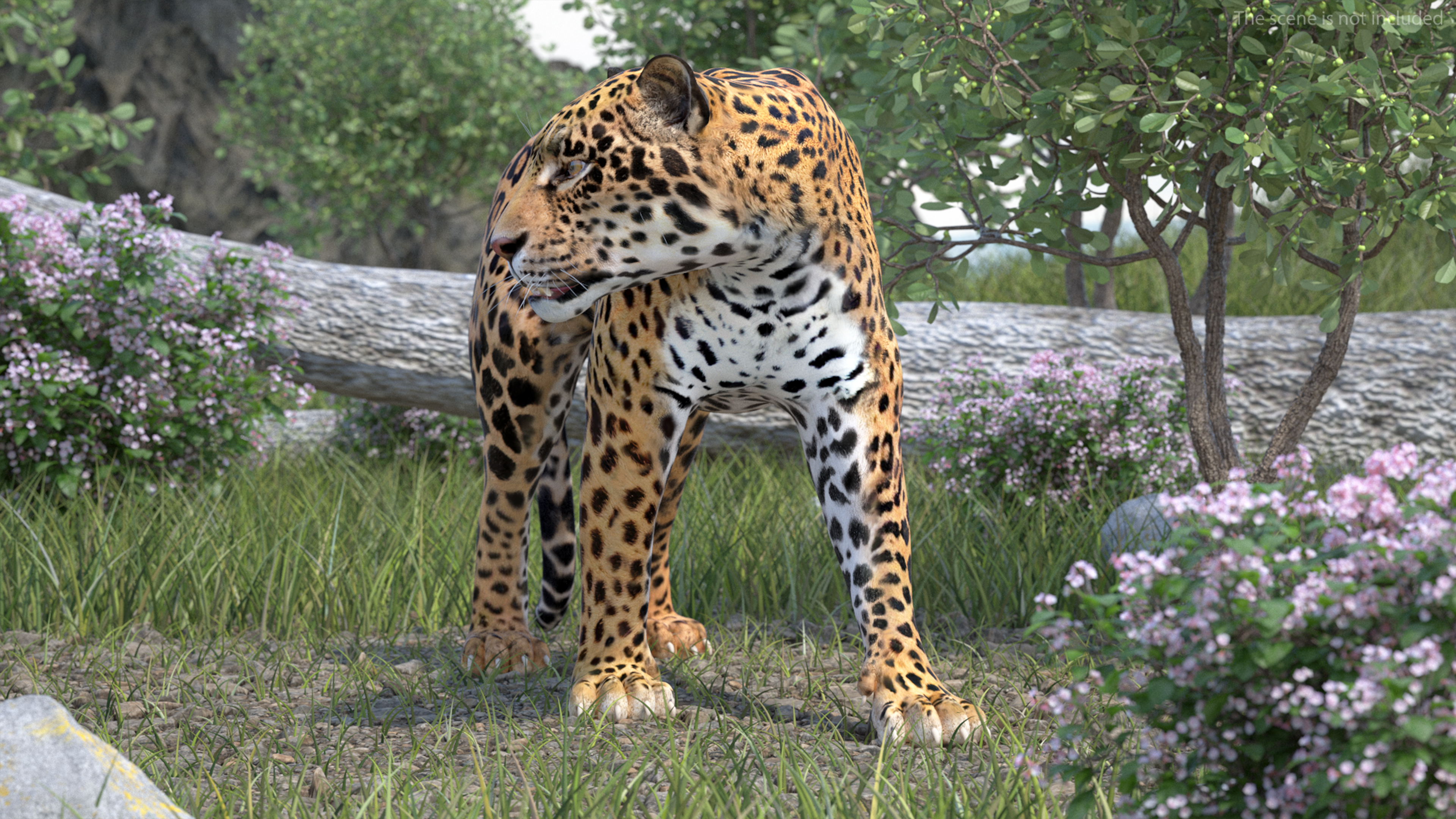 Jaguar Rigged for Maya 3D