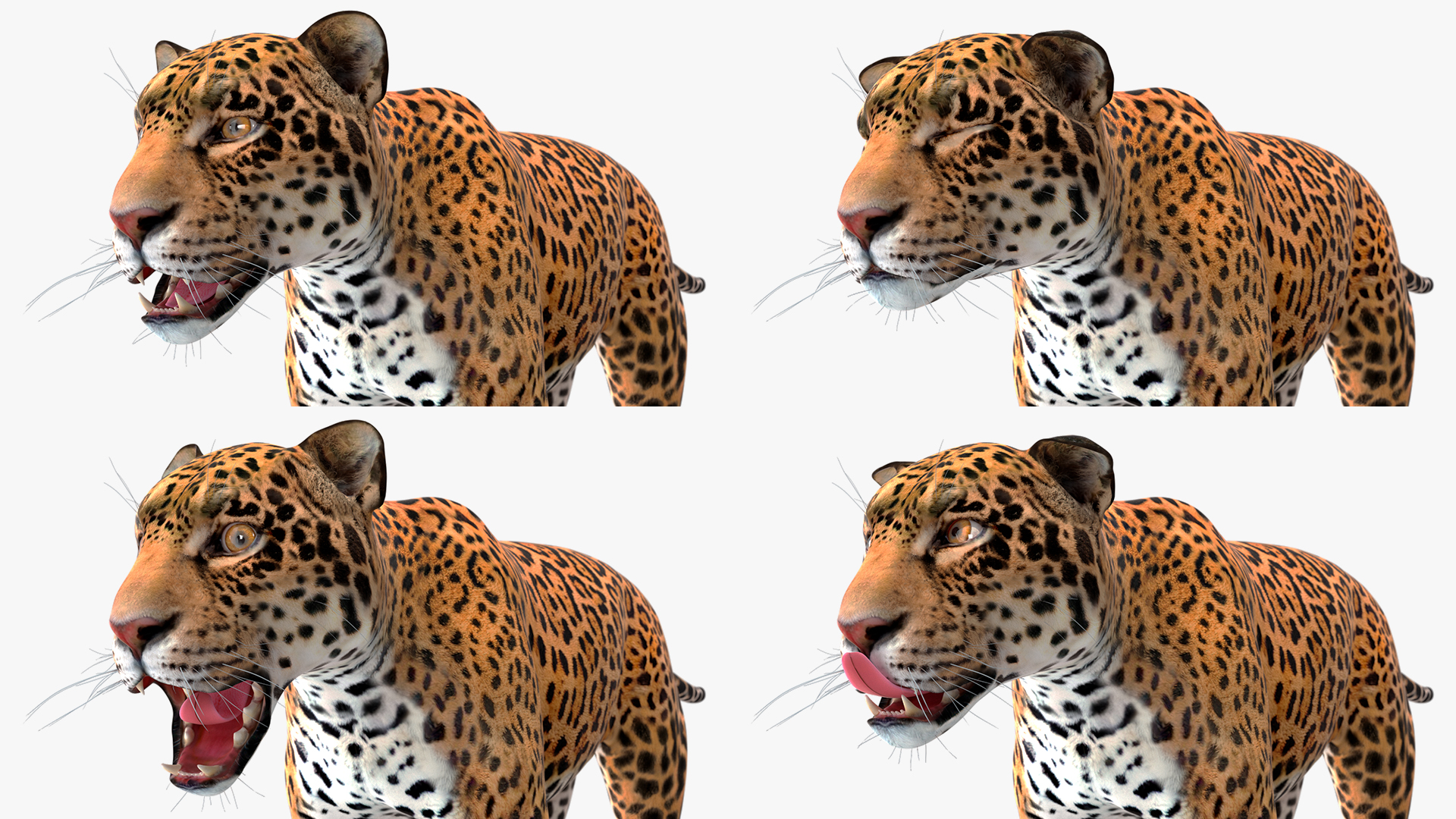 Jaguar Rigged for Maya 3D