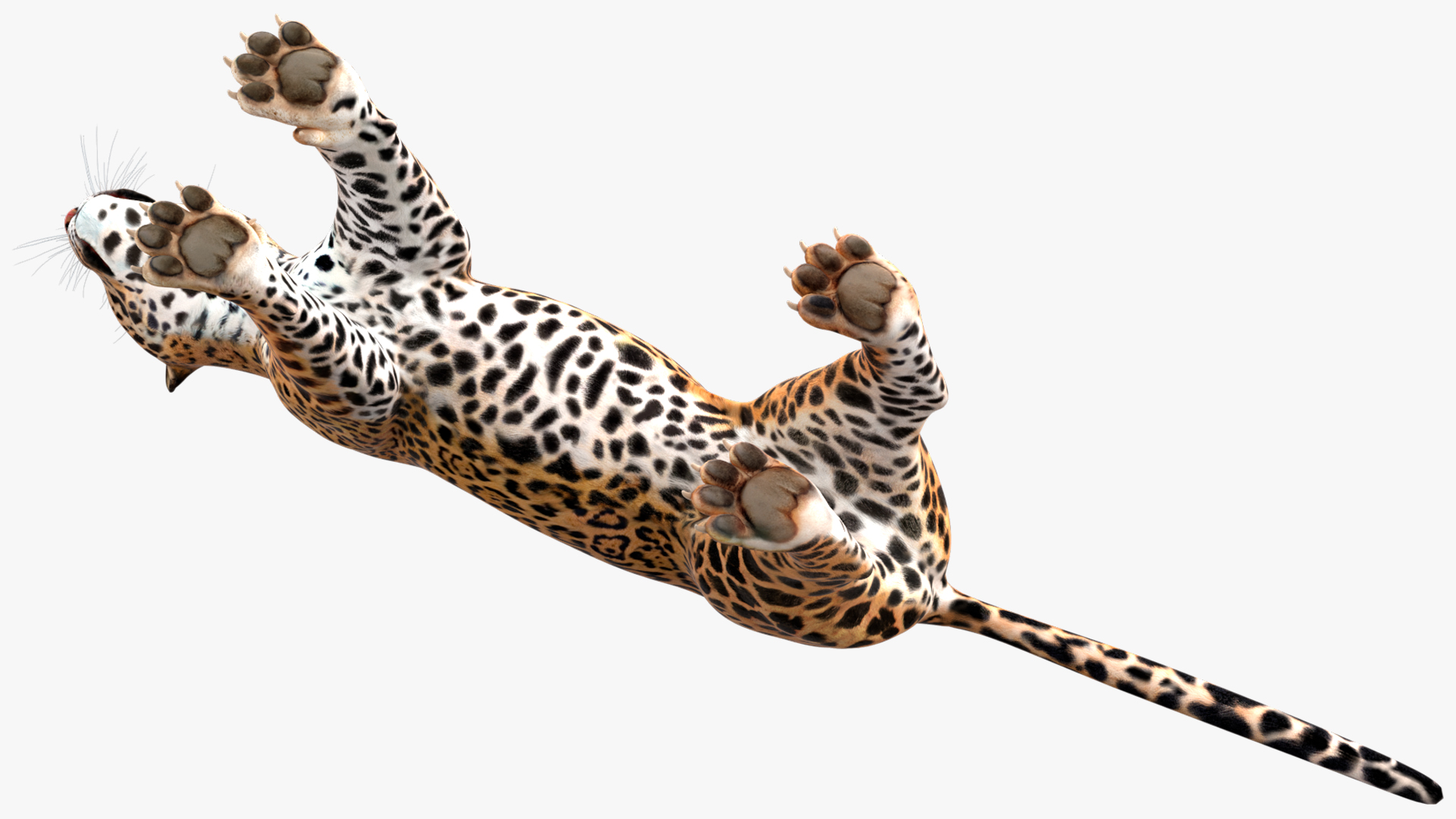 Jaguar Rigged for Maya 3D