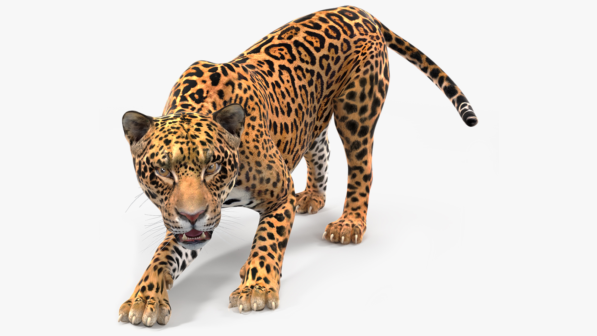 Jaguar Rigged for Maya 3D