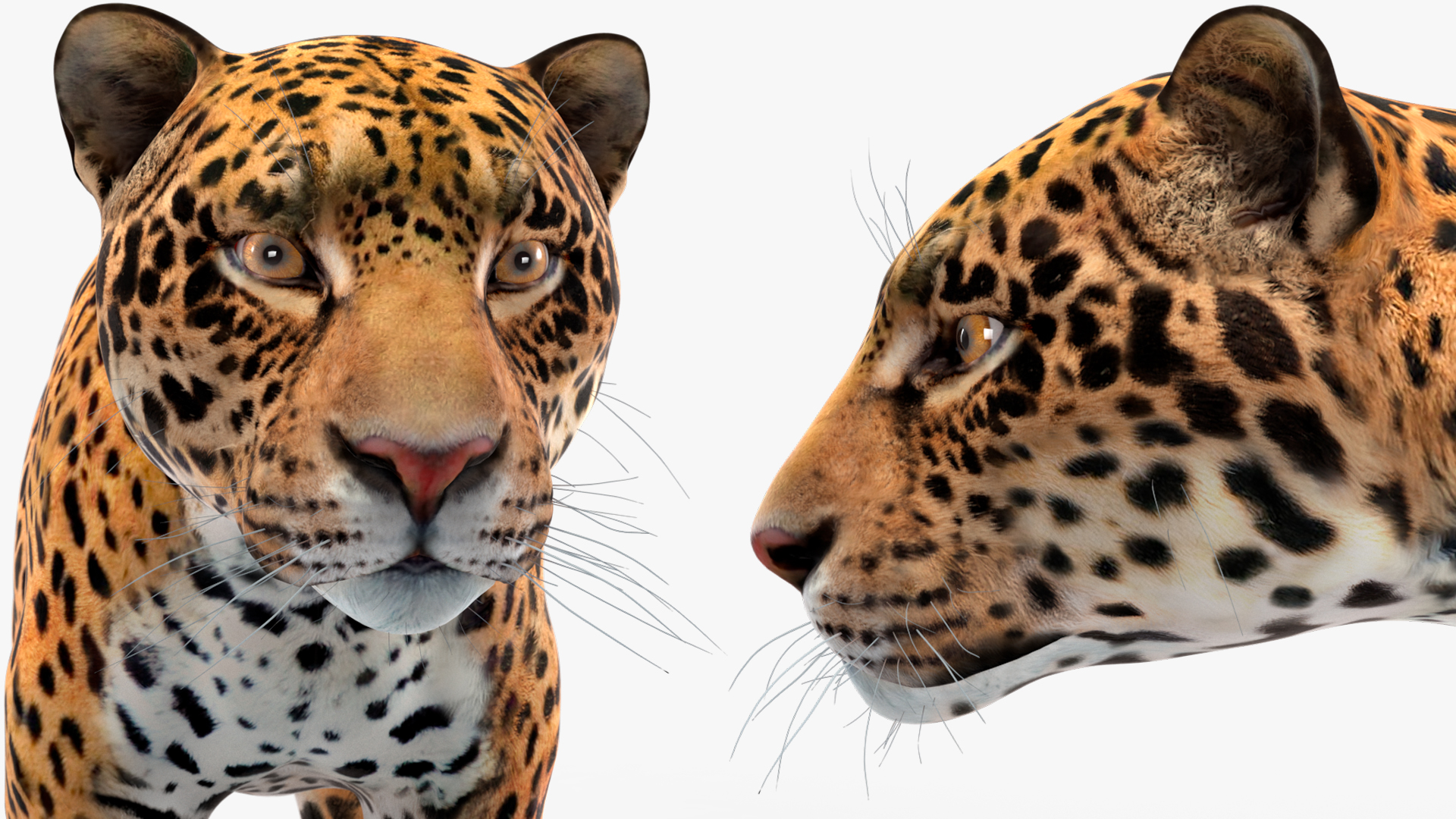 Jaguar Rigged for Maya 3D