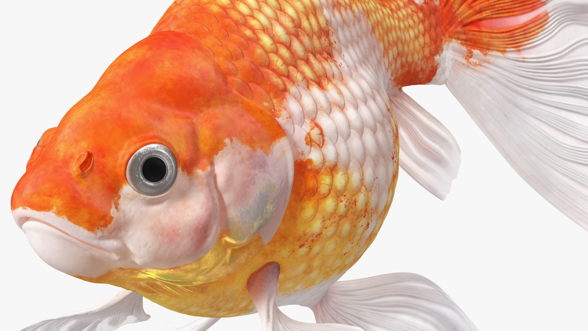 White Goldfish Aquarium Fish Swimming Pose 3D