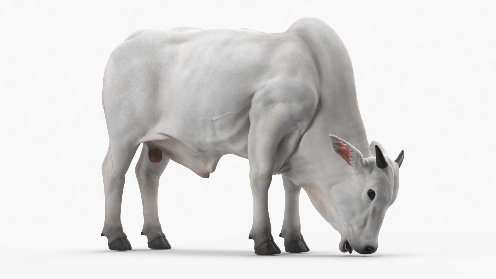 3D Nelore Cow Male Eating Fur