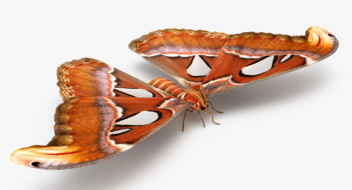 3D Atlas Moth Sitting Pose model