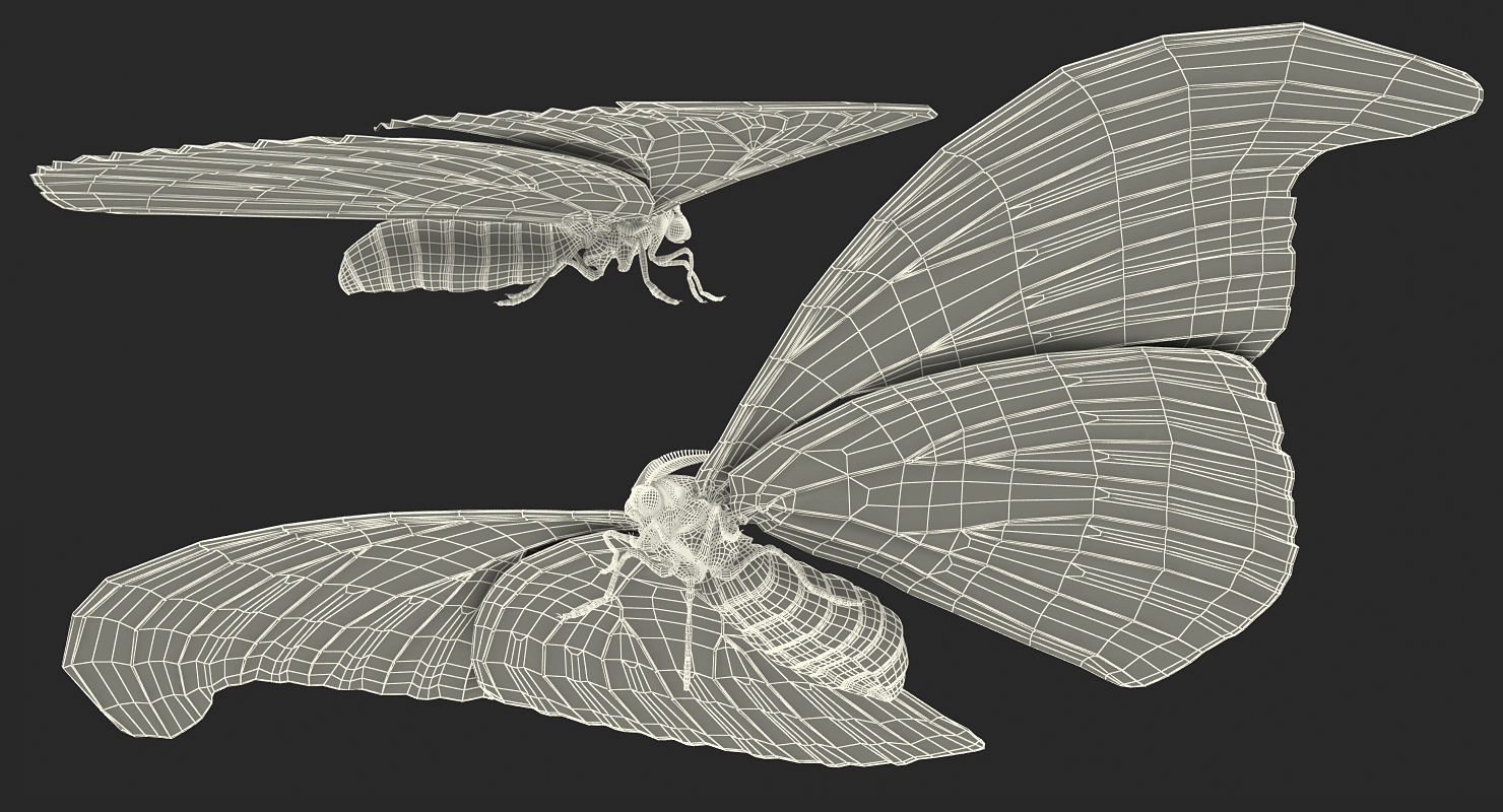 3D Atlas Moth Sitting Pose model
