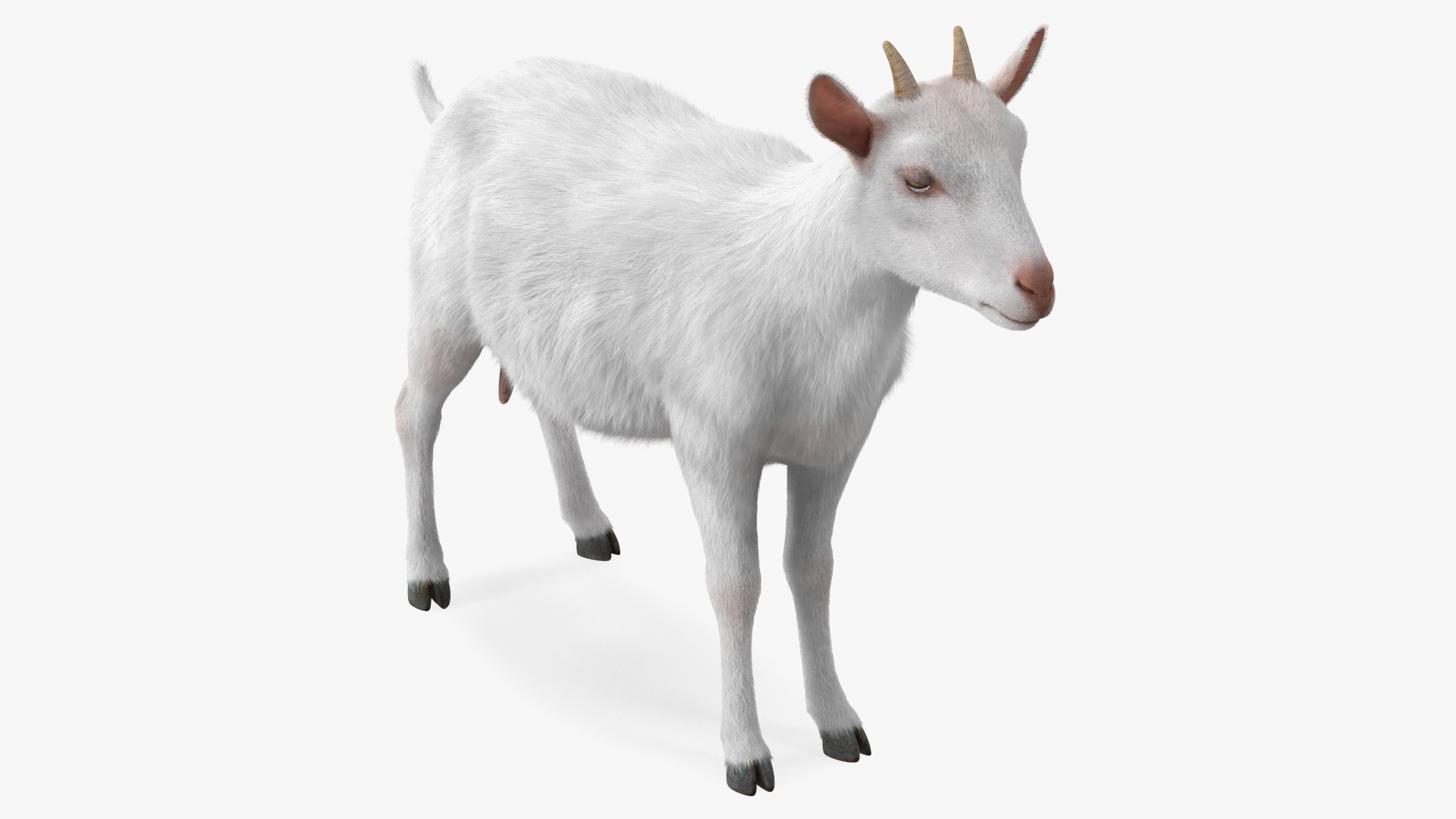 3D Goat Saanen Breed Rigged Fur model