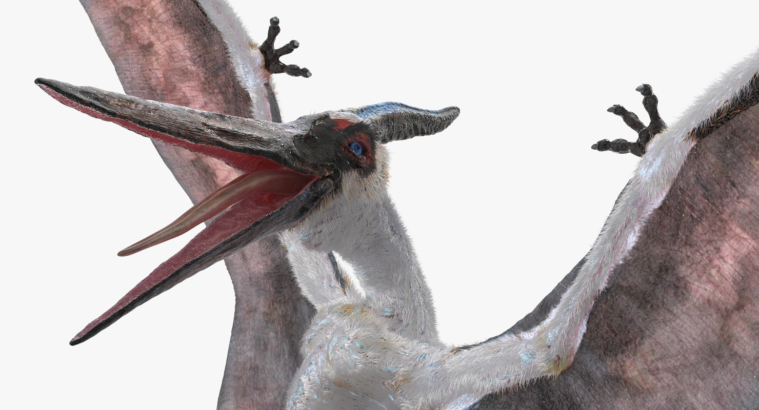 Pterosaur Pteranodon White Rigged with Fur 3D