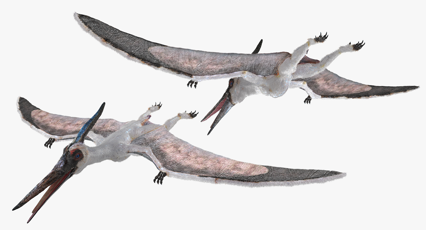 Pterosaur Pteranodon White Rigged with Fur 3D