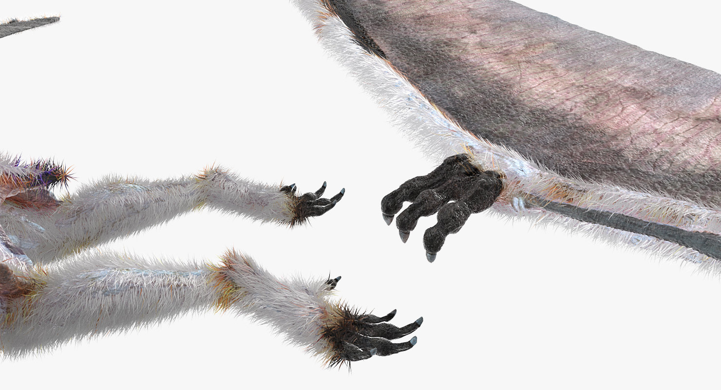 Pterosaur Pteranodon White Rigged with Fur 3D