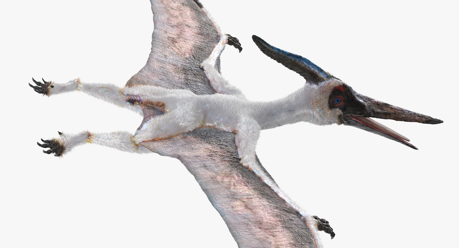 Pterosaur Pteranodon White Rigged with Fur 3D