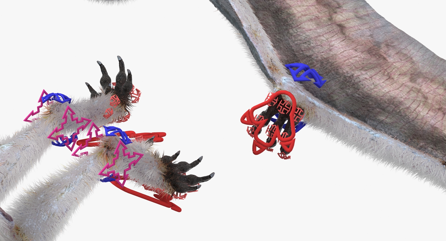 Pterosaur Pteranodon White Rigged with Fur 3D