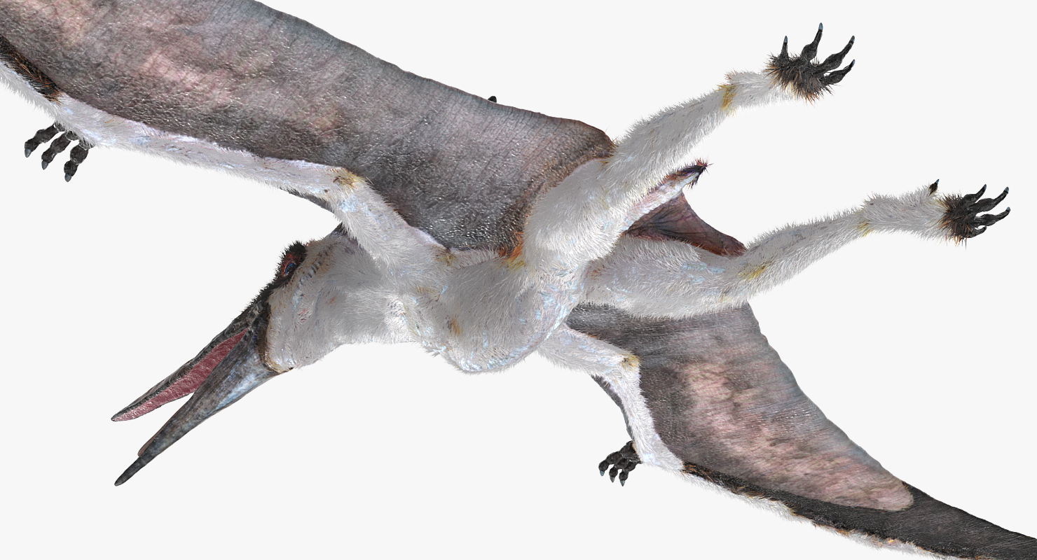 Pterosaur Pteranodon White Rigged with Fur 3D