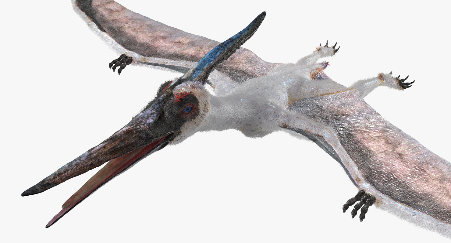 Pterosaur Pteranodon White Rigged with Fur 3D