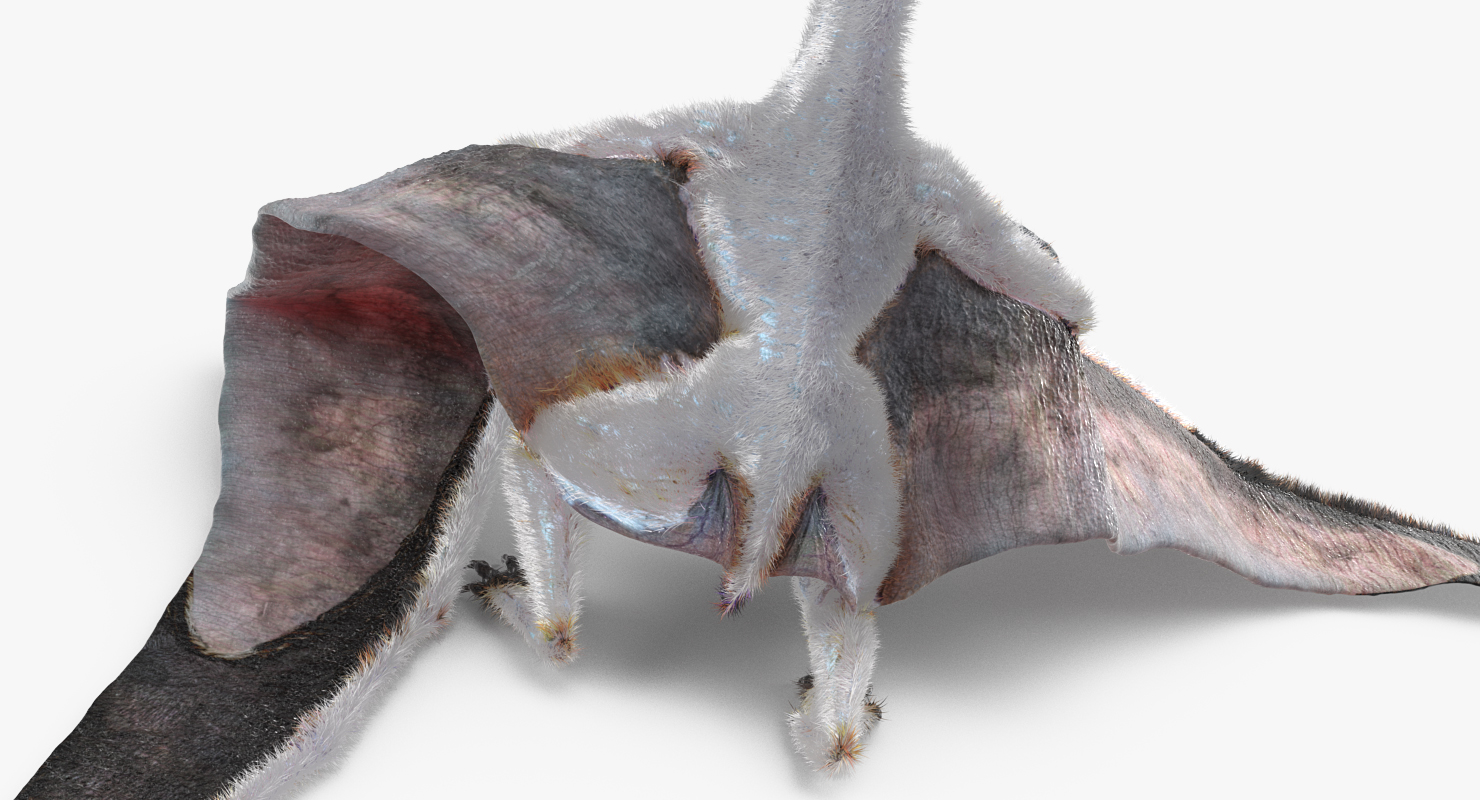 Pterosaur Pteranodon White Rigged with Fur 3D