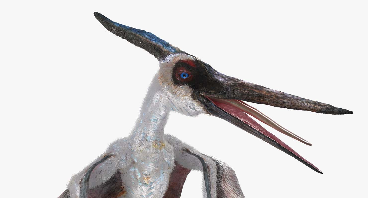 Pterosaur Pteranodon White Rigged with Fur 3D