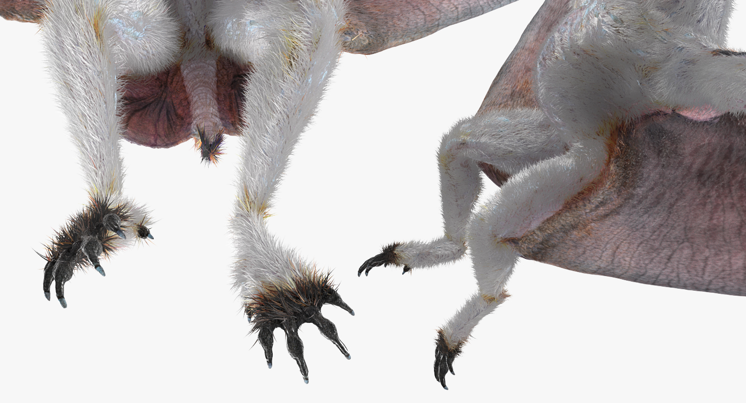 Pterosaur Pteranodon White Rigged with Fur 3D