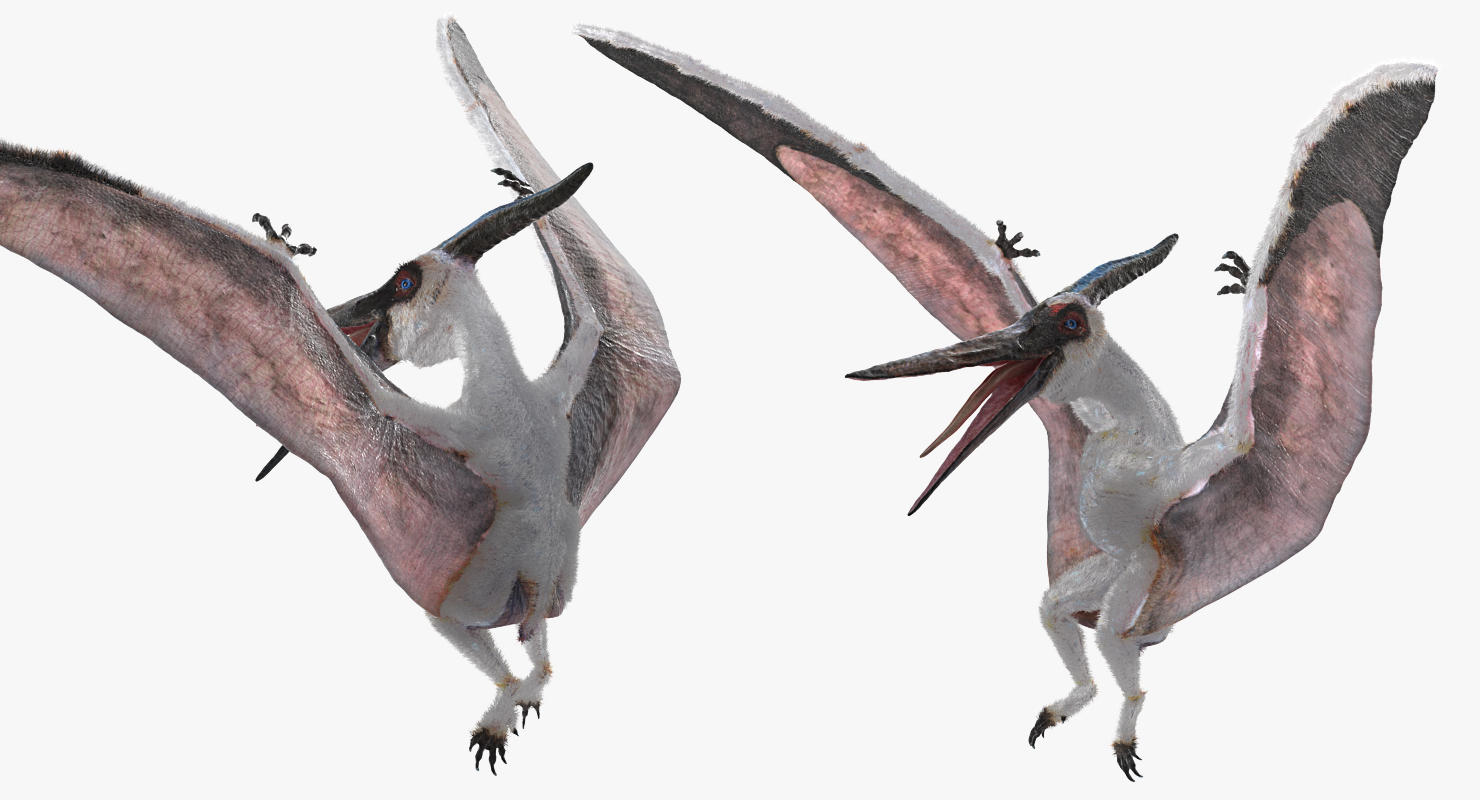 Pterosaur Pteranodon White Rigged with Fur 3D