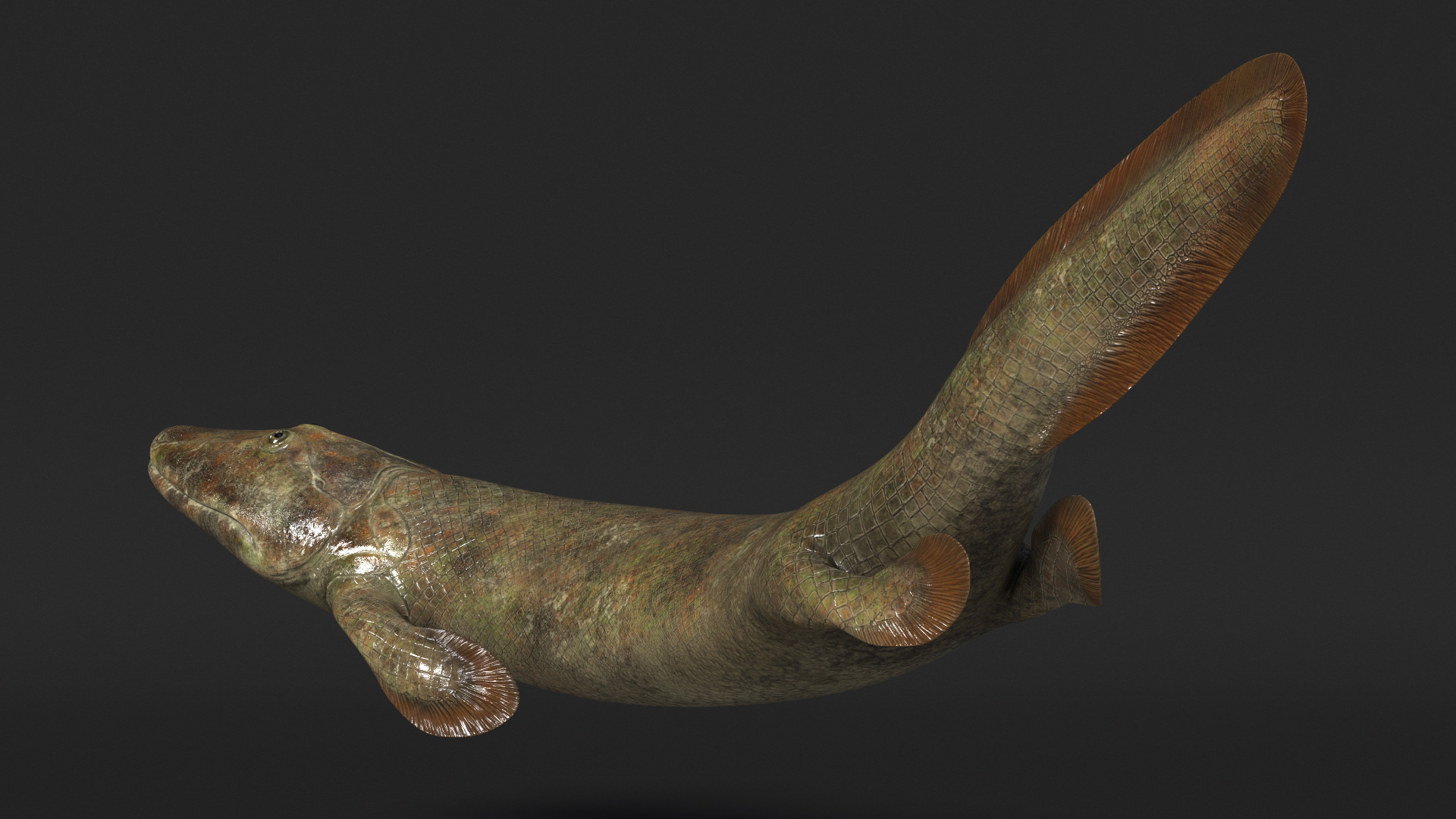 3D Tiktaalik Bony Fish Swimming model