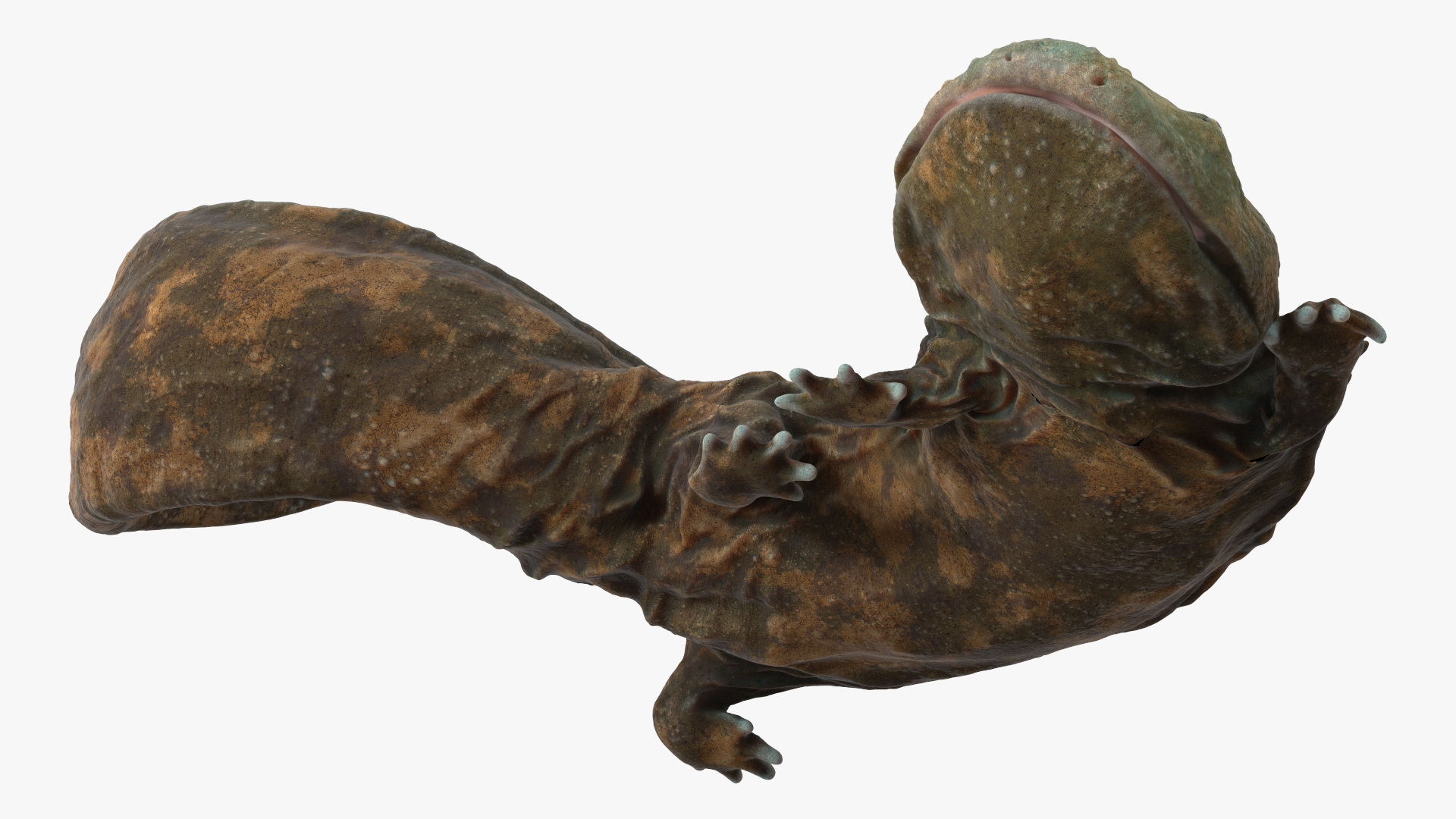 3D model Andrias Davidianus Light Lying