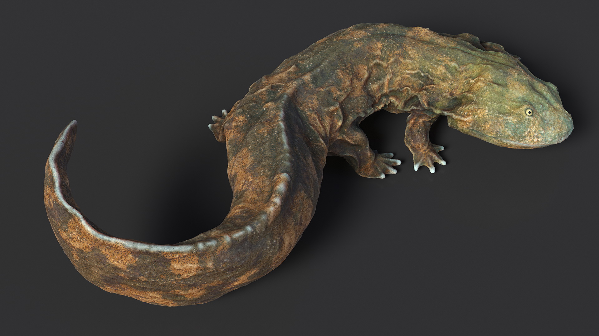 3D model Andrias Davidianus Light Lying