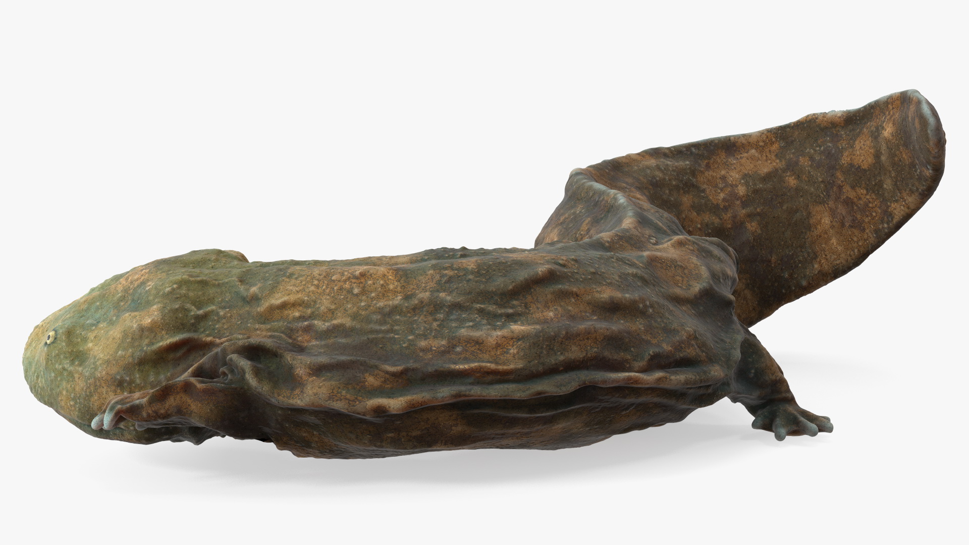 3D model Andrias Davidianus Light Lying