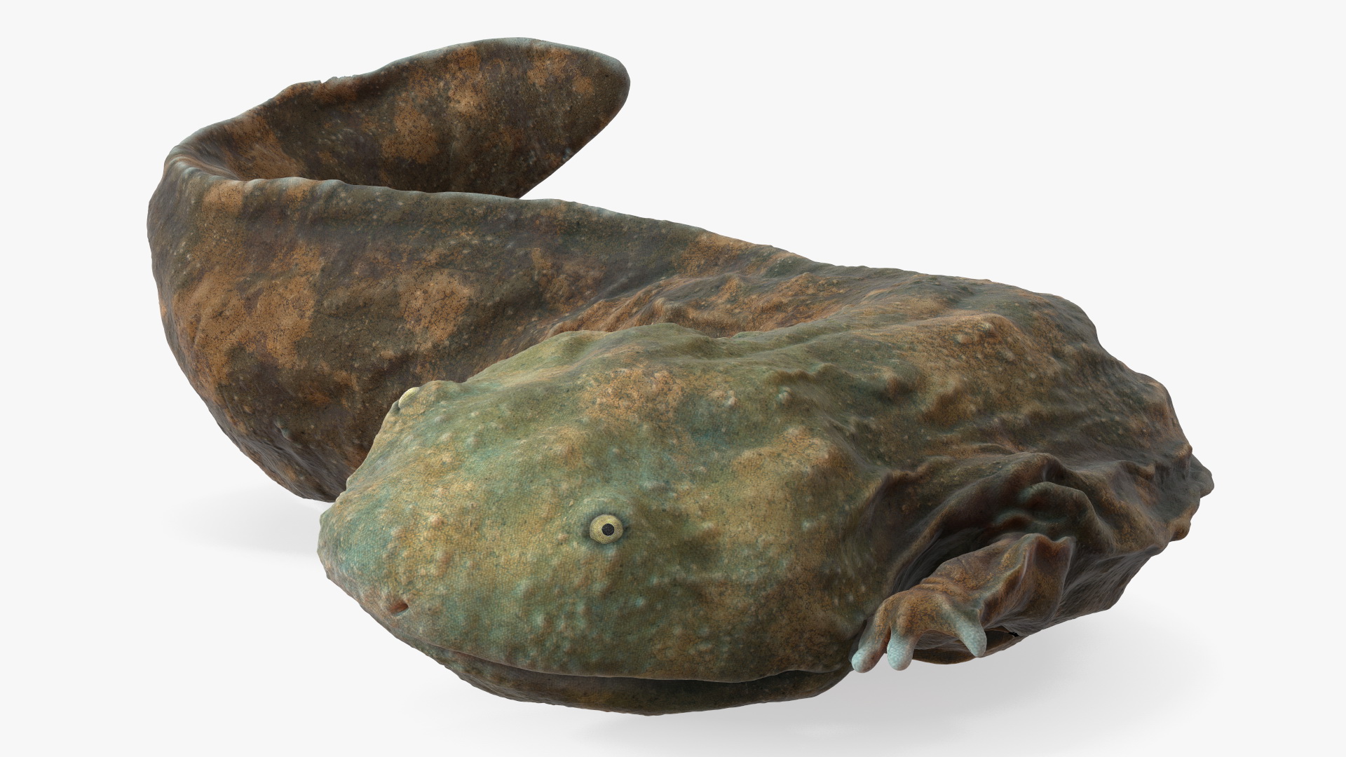 3D model Andrias Davidianus Light Lying