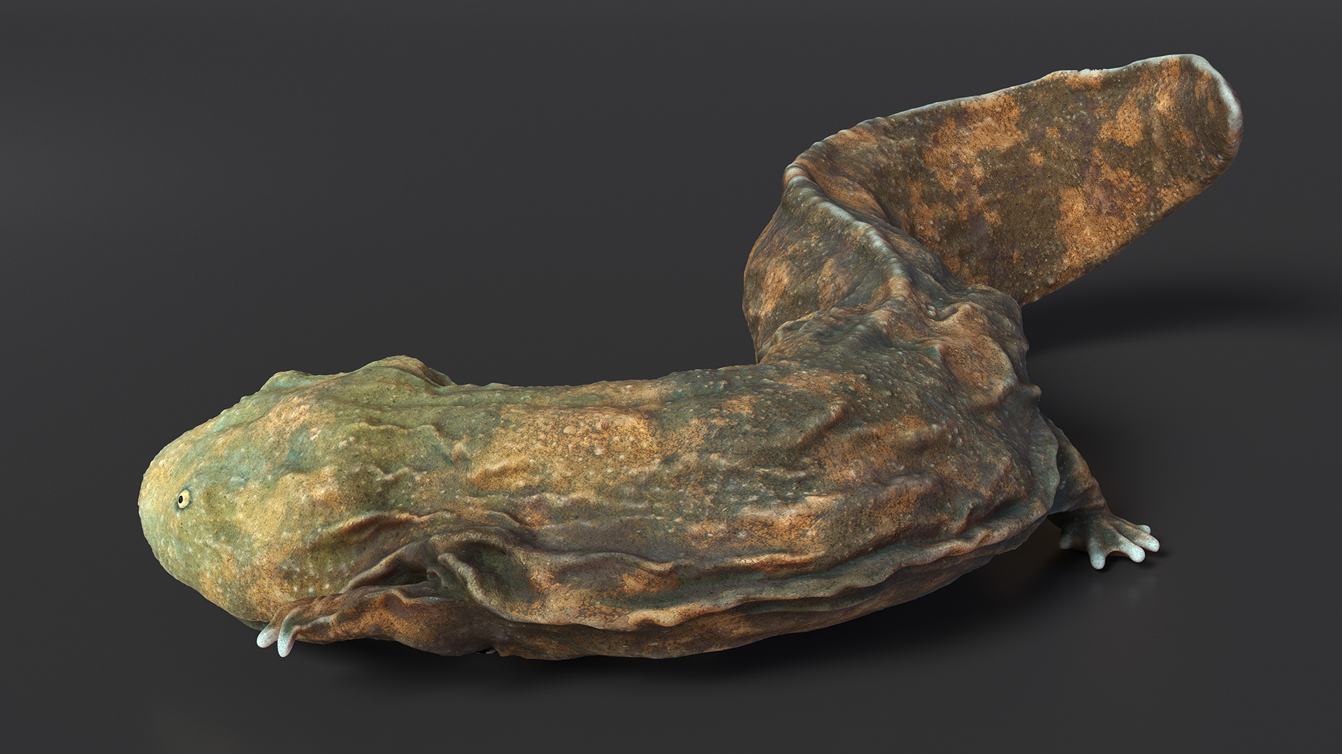 3D model Andrias Davidianus Light Lying