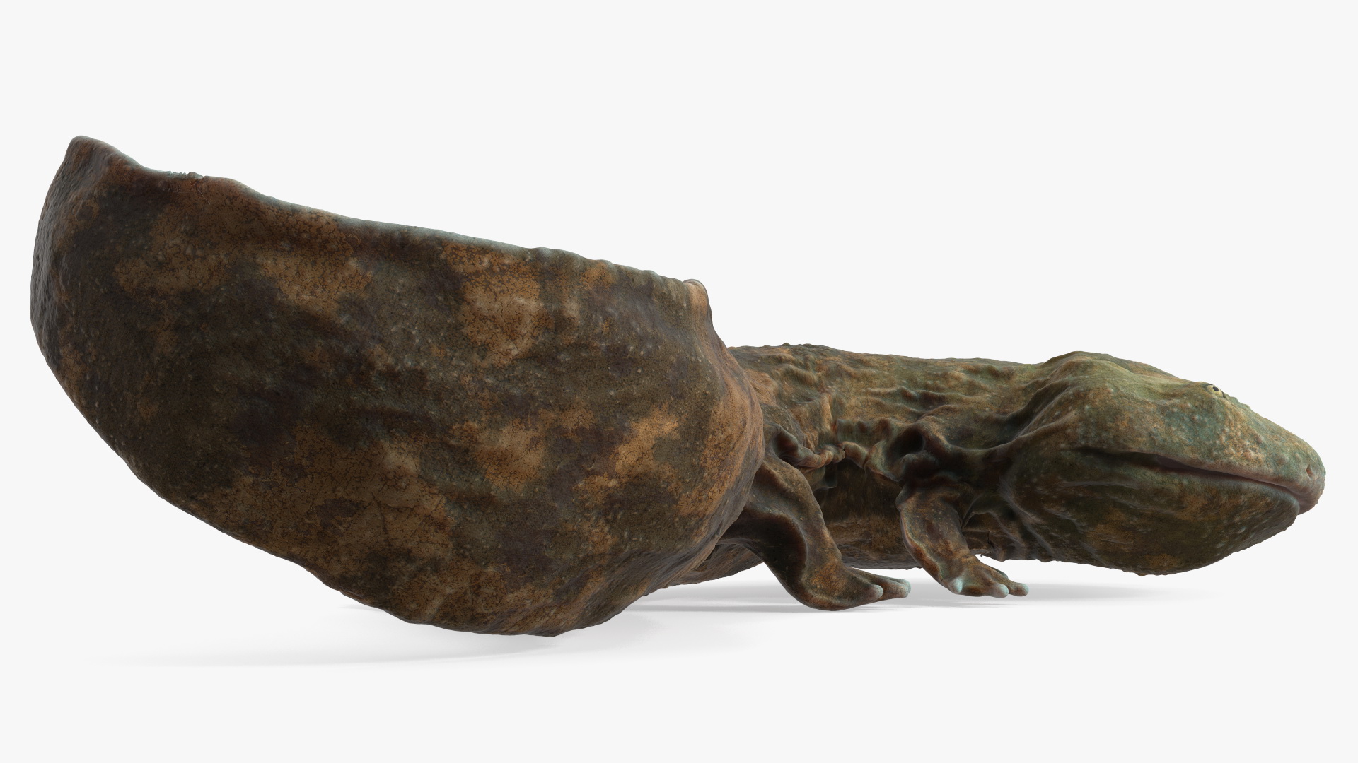 3D model Andrias Davidianus Light Lying