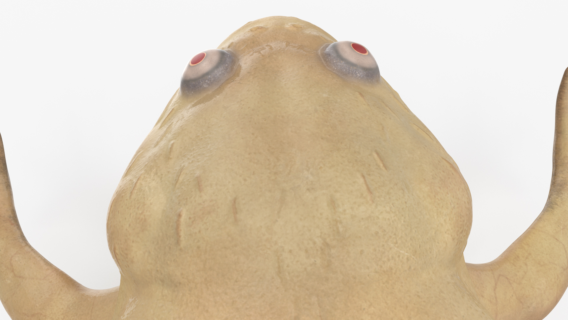 3D Xenopus African Clawed Toad Rigged for Maya model