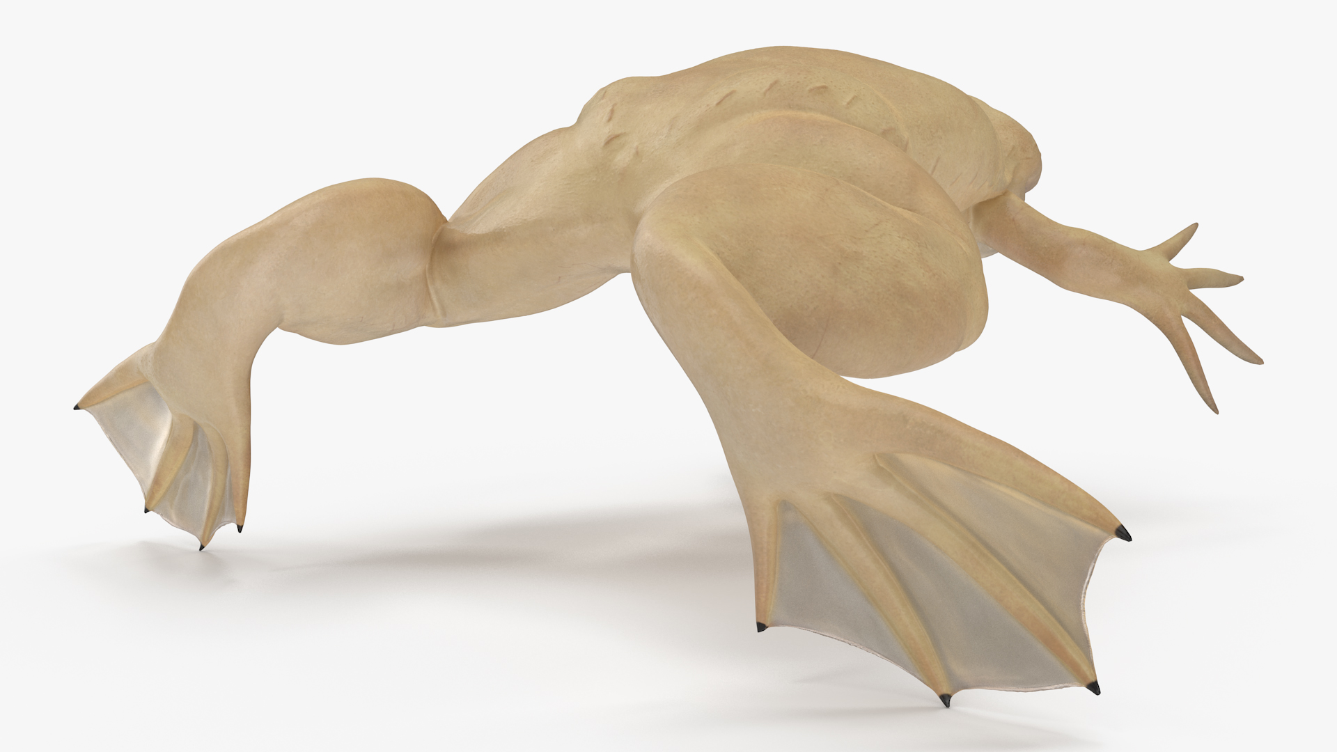 3D Xenopus African Clawed Toad Rigged for Maya model
