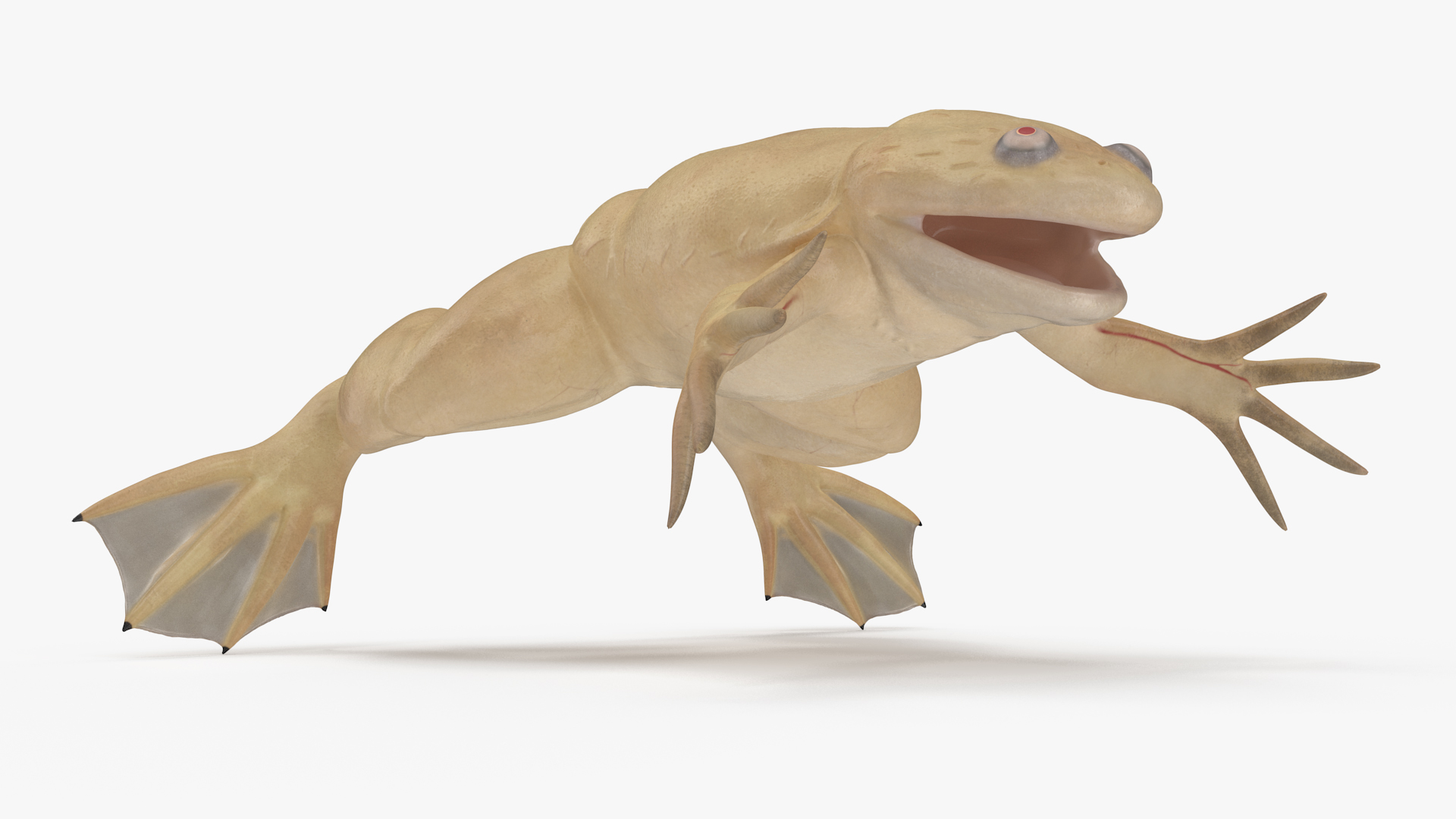 3D Xenopus African Clawed Toad Rigged for Maya model