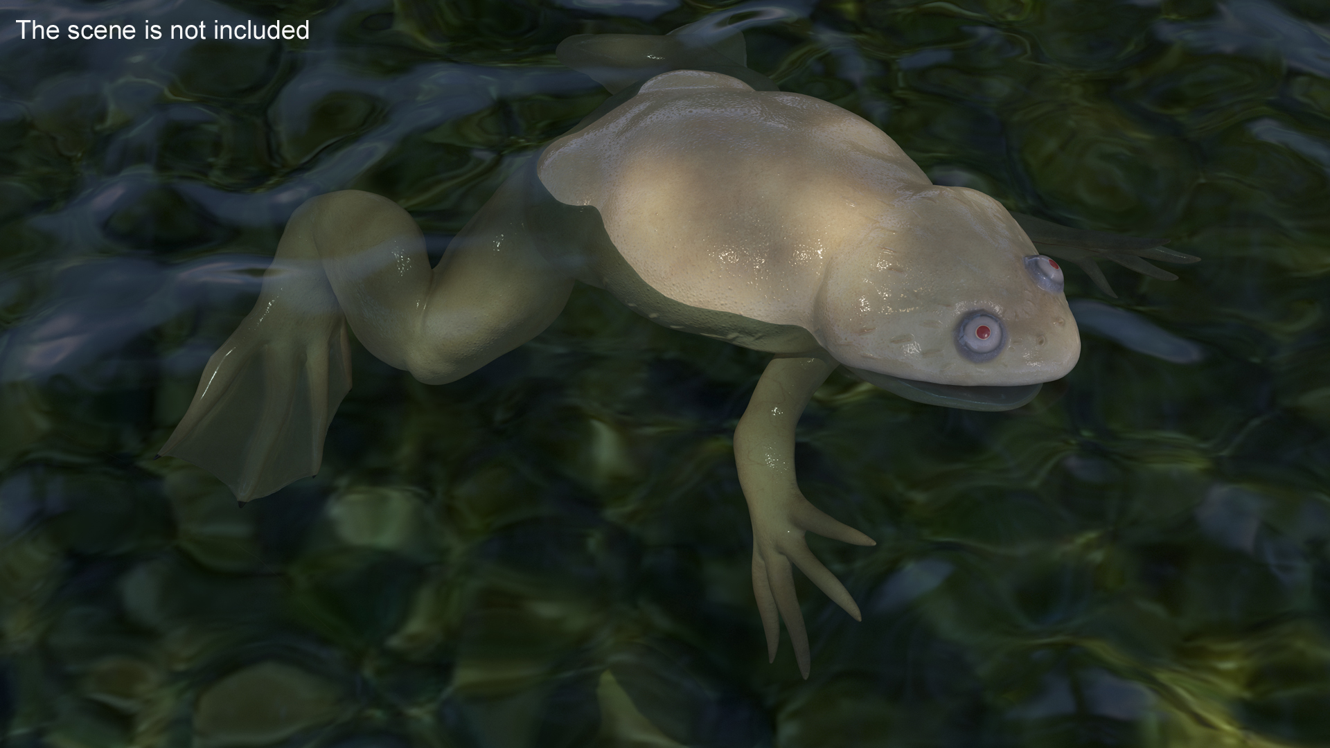 3D Xenopus African Clawed Toad Rigged for Maya model