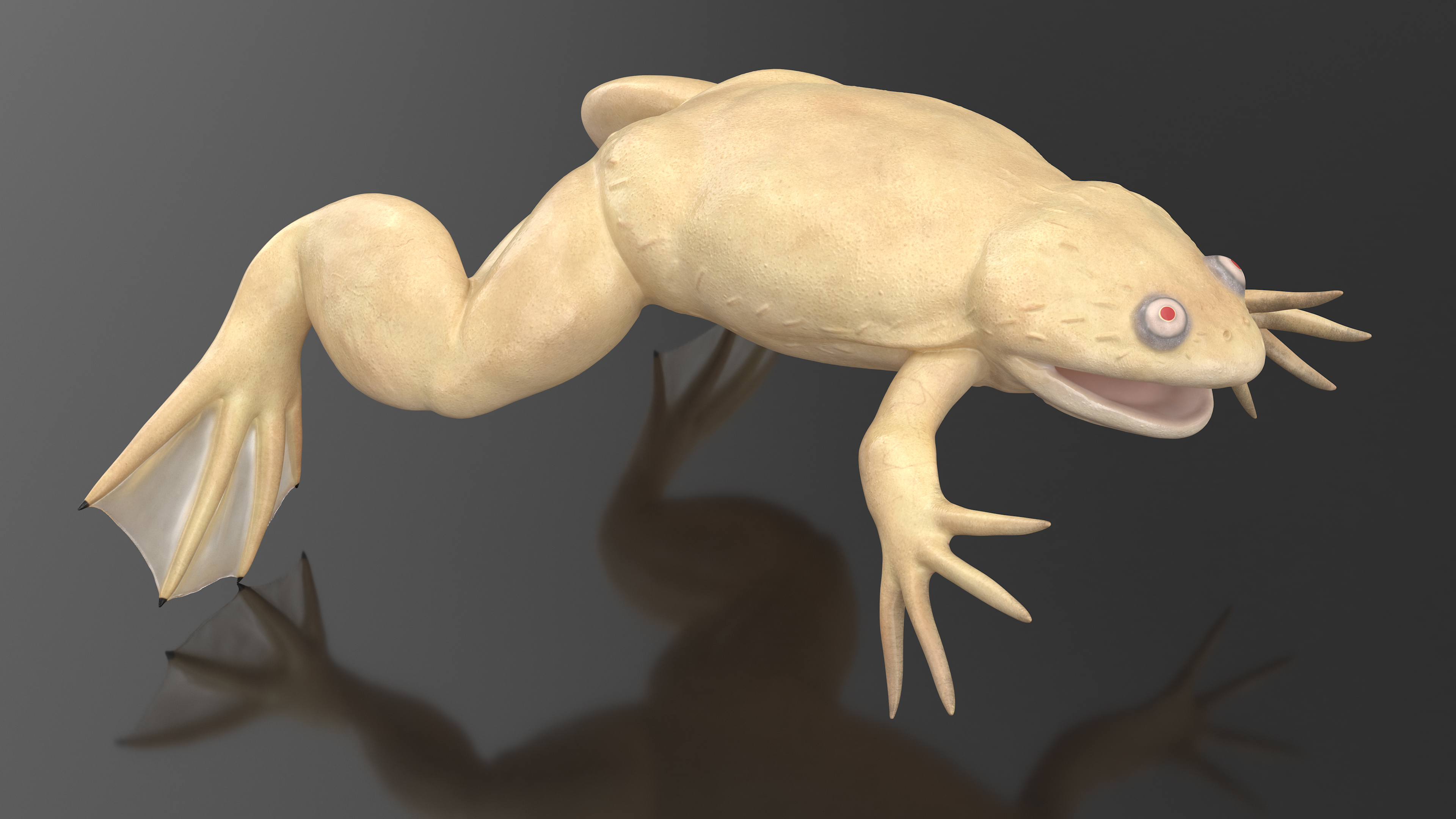 3D Xenopus African Clawed Toad Rigged for Maya model
