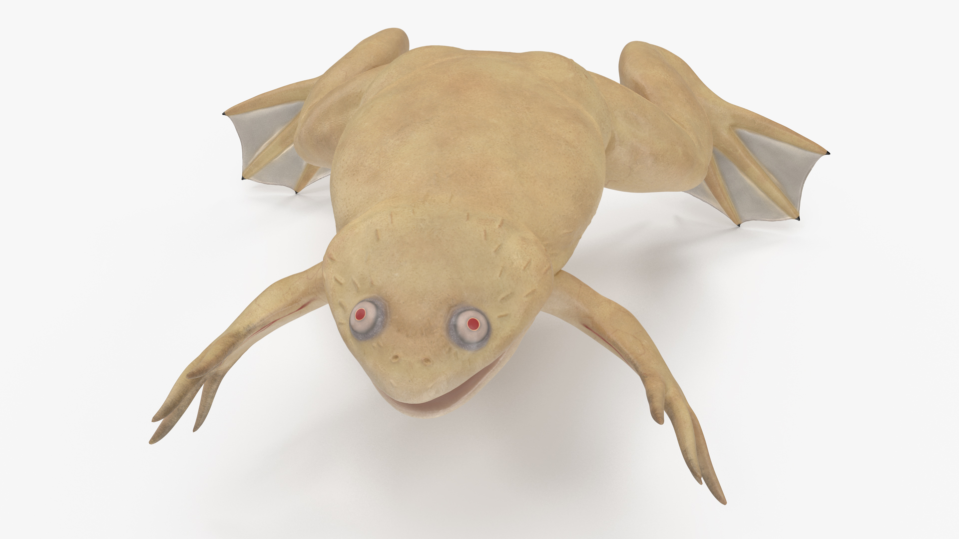 3D Xenopus African Clawed Toad Rigged for Maya model