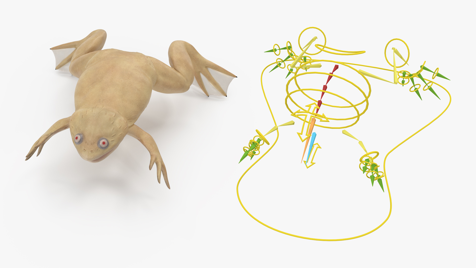 3D Xenopus African Clawed Toad Rigged for Maya model