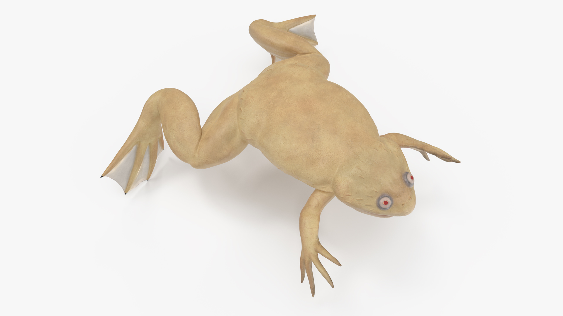 3D Xenopus African Clawed Toad Rigged for Maya model
