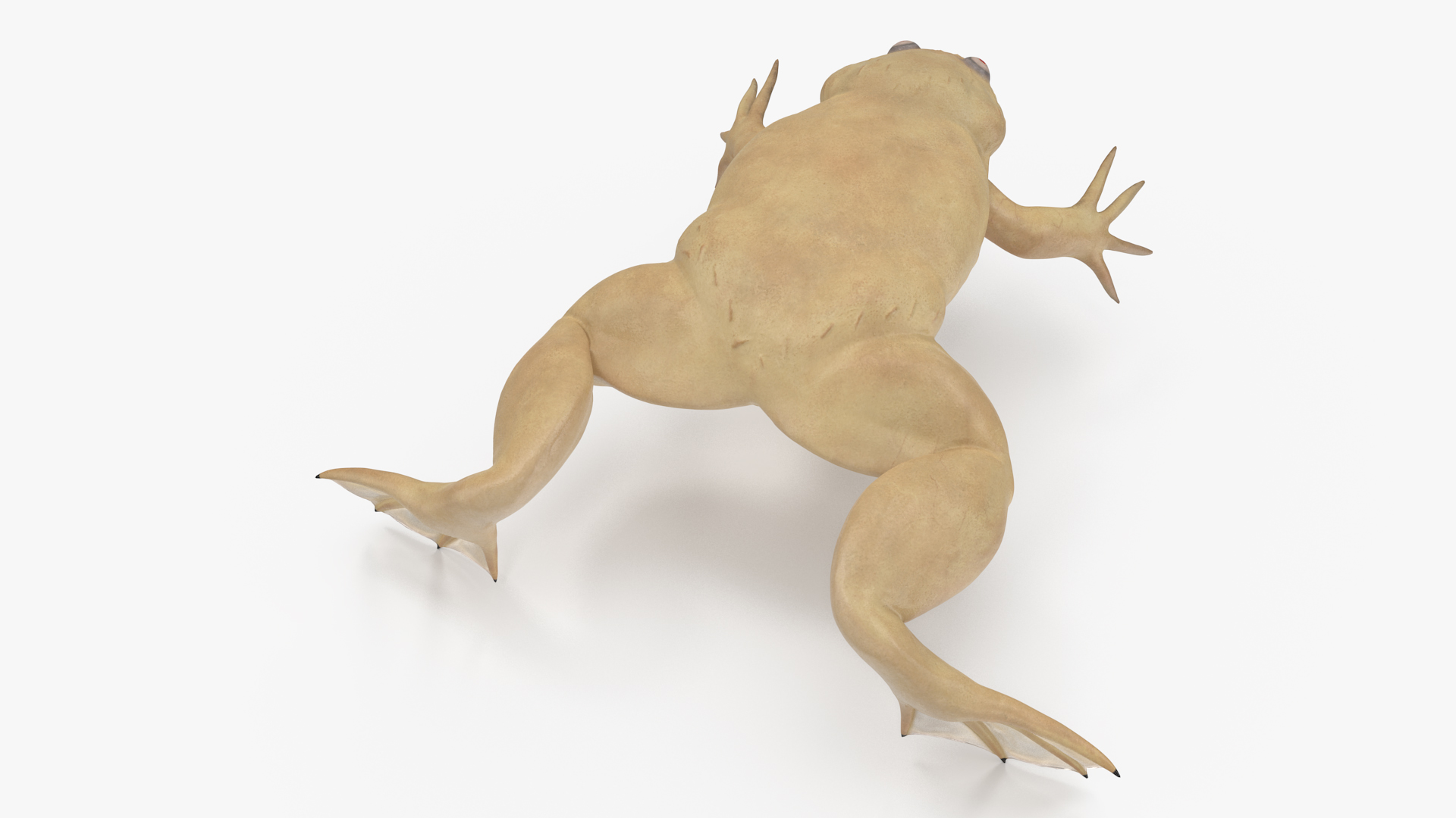 3D Xenopus African Clawed Toad Rigged for Maya model