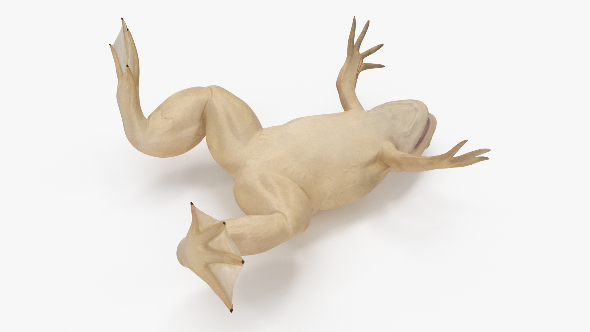 3D Xenopus African Clawed Toad Rigged for Maya model