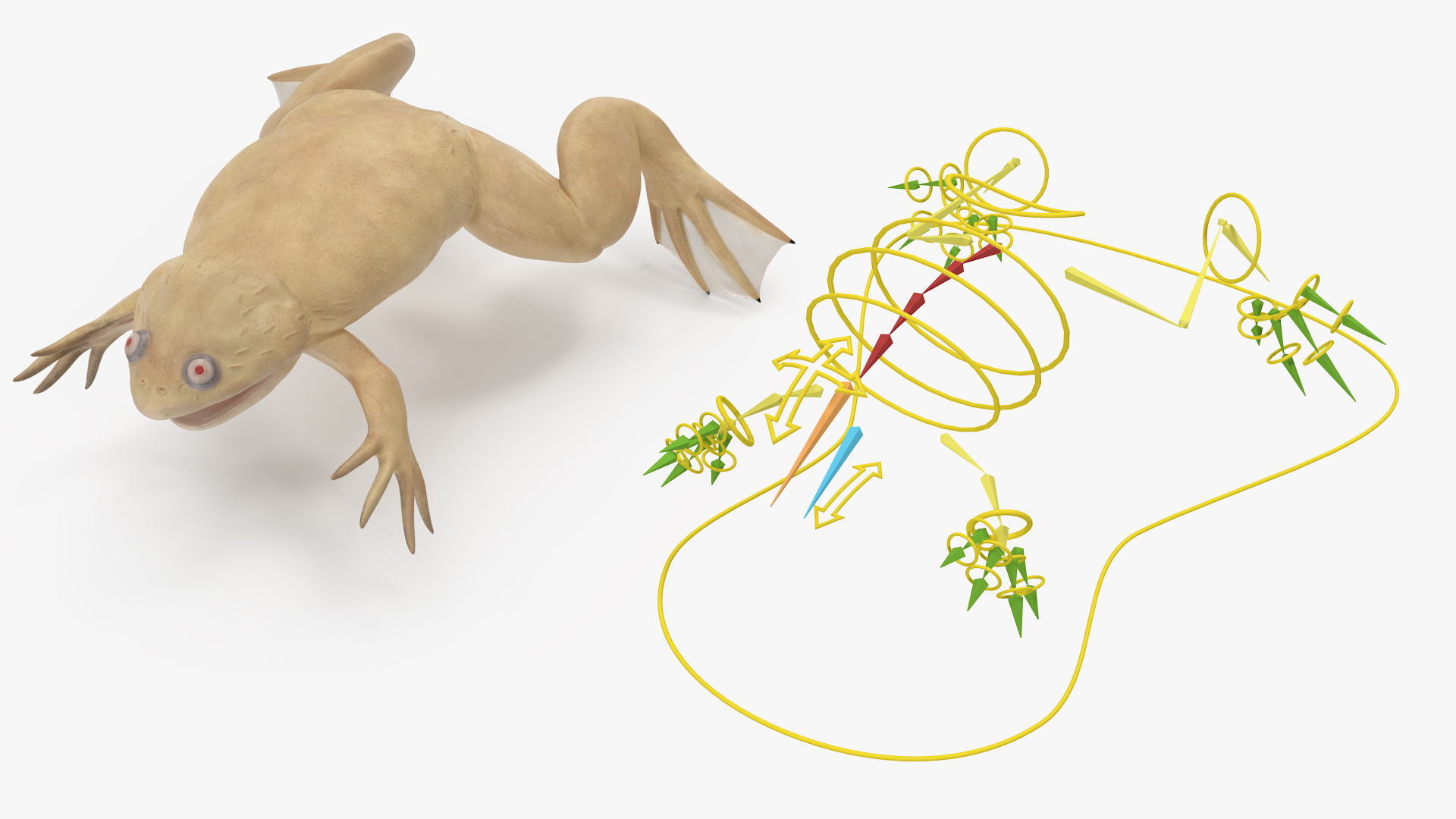 3D Xenopus African Clawed Toad Rigged for Maya model