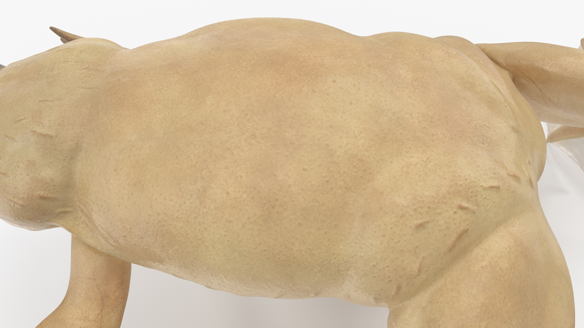 3D Xenopus African Clawed Toad Rigged for Maya model